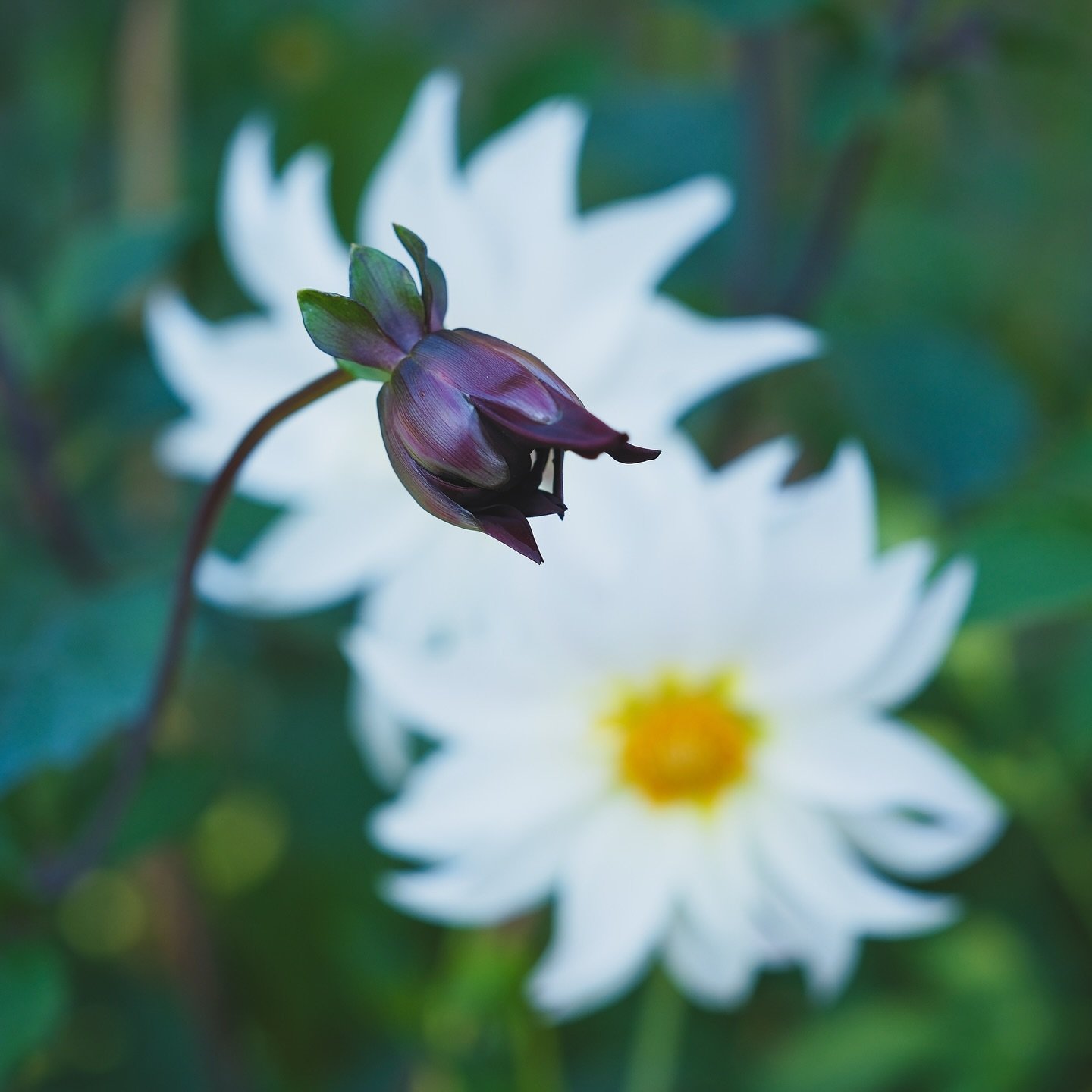Slowly getting through some pictures of the garden over the last few months. My favorite dahlia from seed was this gothy one I&rsquo;ve been calling Nadja.