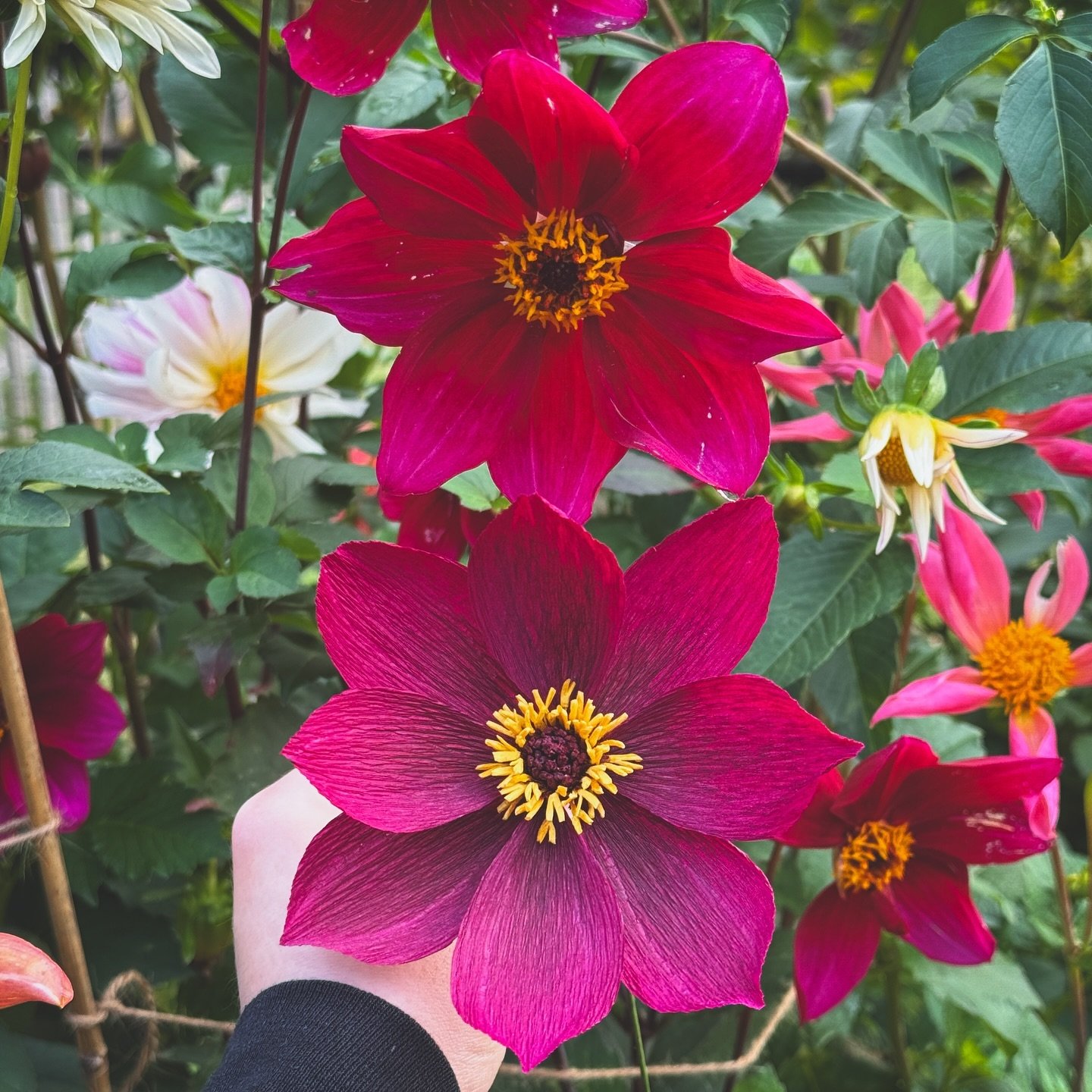 This weekend I finally started making dahlias based on the shooting star seeds I grew. I purposefully haven&rsquo;t looked at any single open form dahlia tutorials or templates this year to challenge myself to make them from scratch on my own. I am h