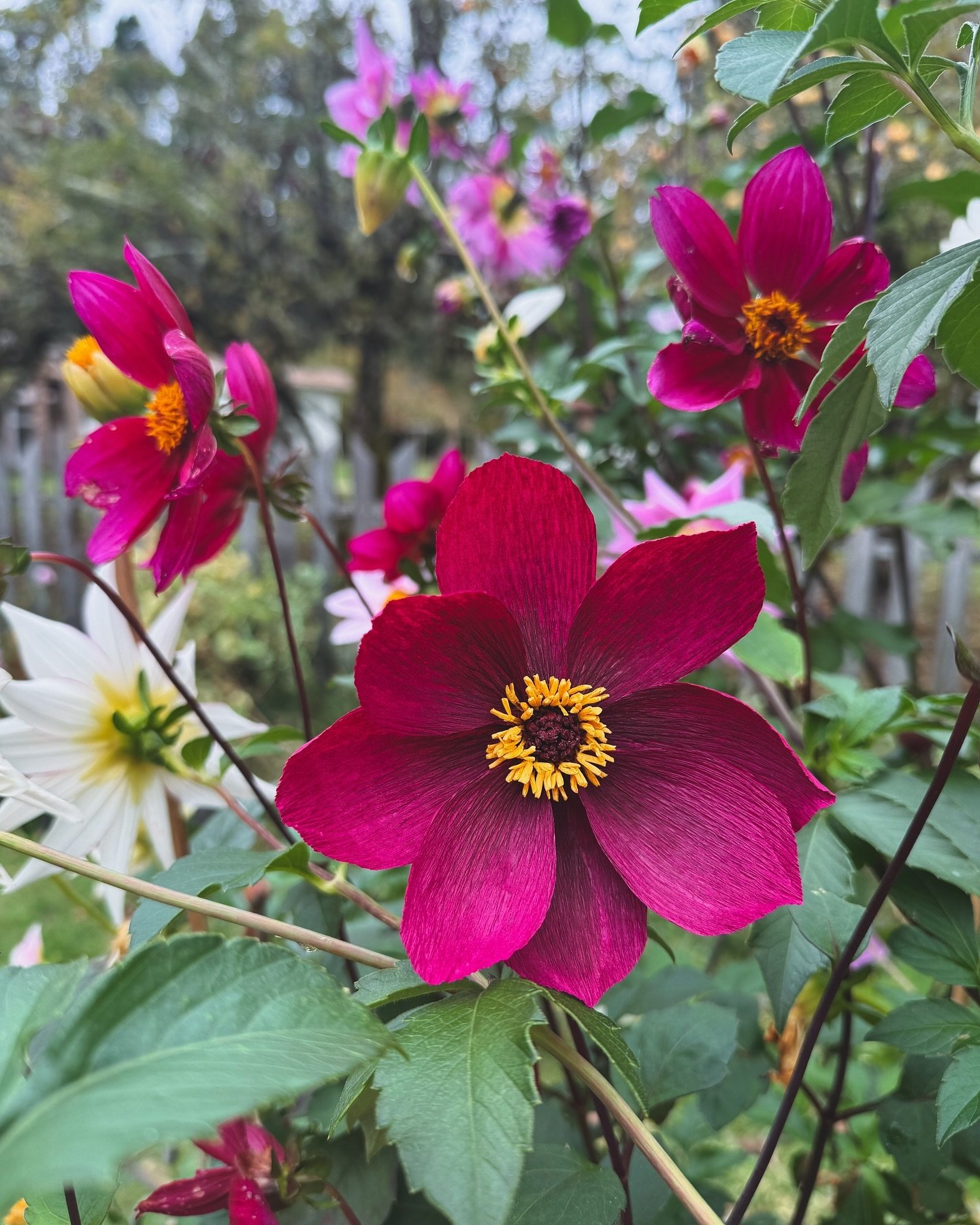 Making paper flowers based on dahlias you grew from seed has the added bonus of photographing them next to the real thing. These are prototypes for a tutorial/workshop I have been developing the last few weeks. 

I spent last night playing with diffe
