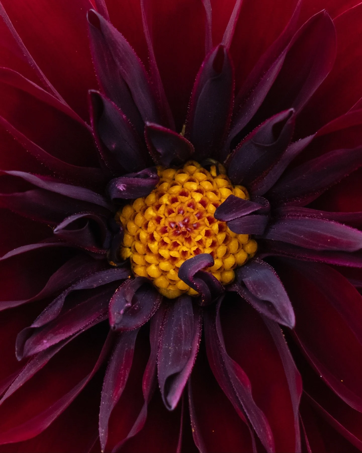My fluffiest dahlia seedling this year, up close.