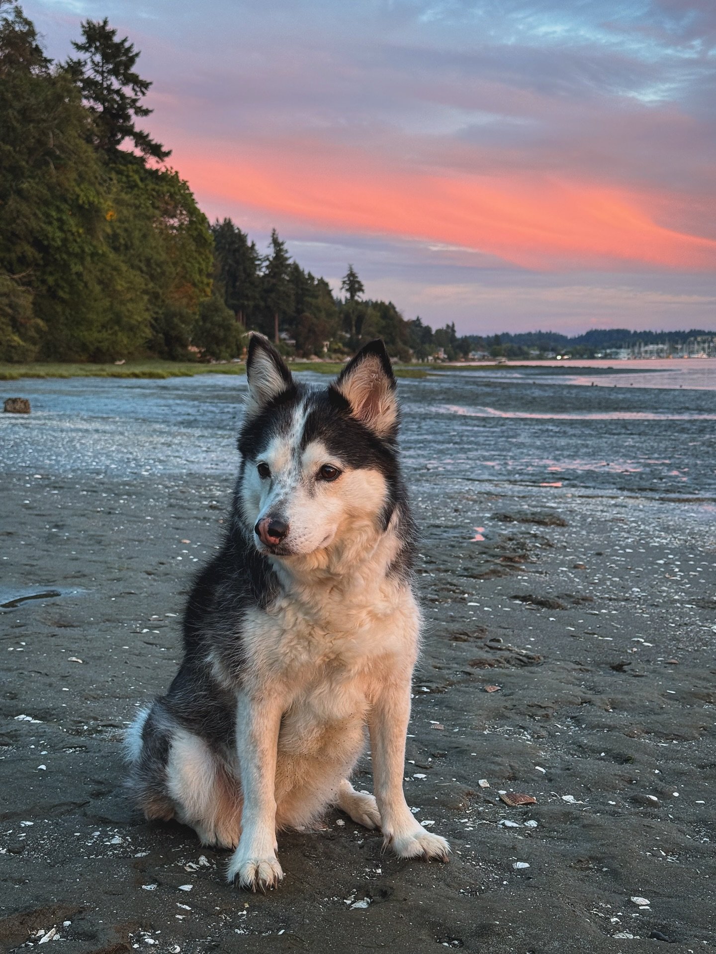 Happy National Dog Day to the best girl in the whole world.