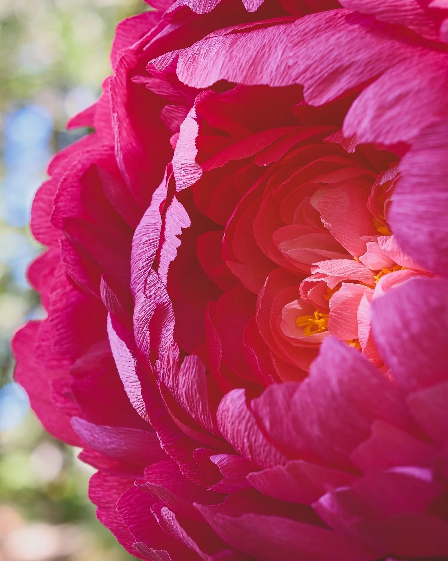 I made a giant coral charm peony for my new bff who turned 3 today. My first oversized wall flower!

Used a combination of guidance from @tiffanieturner&rsquo;s The Fine Art of Paper Flowers &amp; instead of paper m&acirc;ch&eacute; utilized @flowera