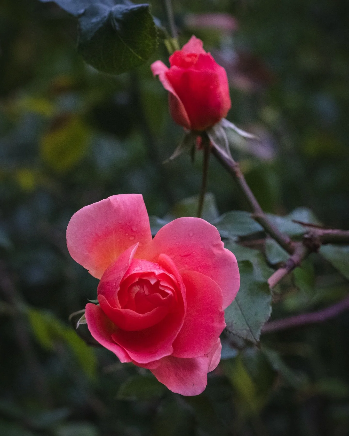 I love how this rose glows at dusk in the fall. 
I have admired it for so many years.