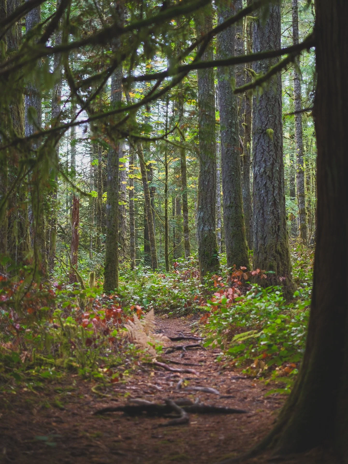 Very much enjoying fall life right now. 
Mossy, foggy, rainy, cuddly, cozy, best time of the year.