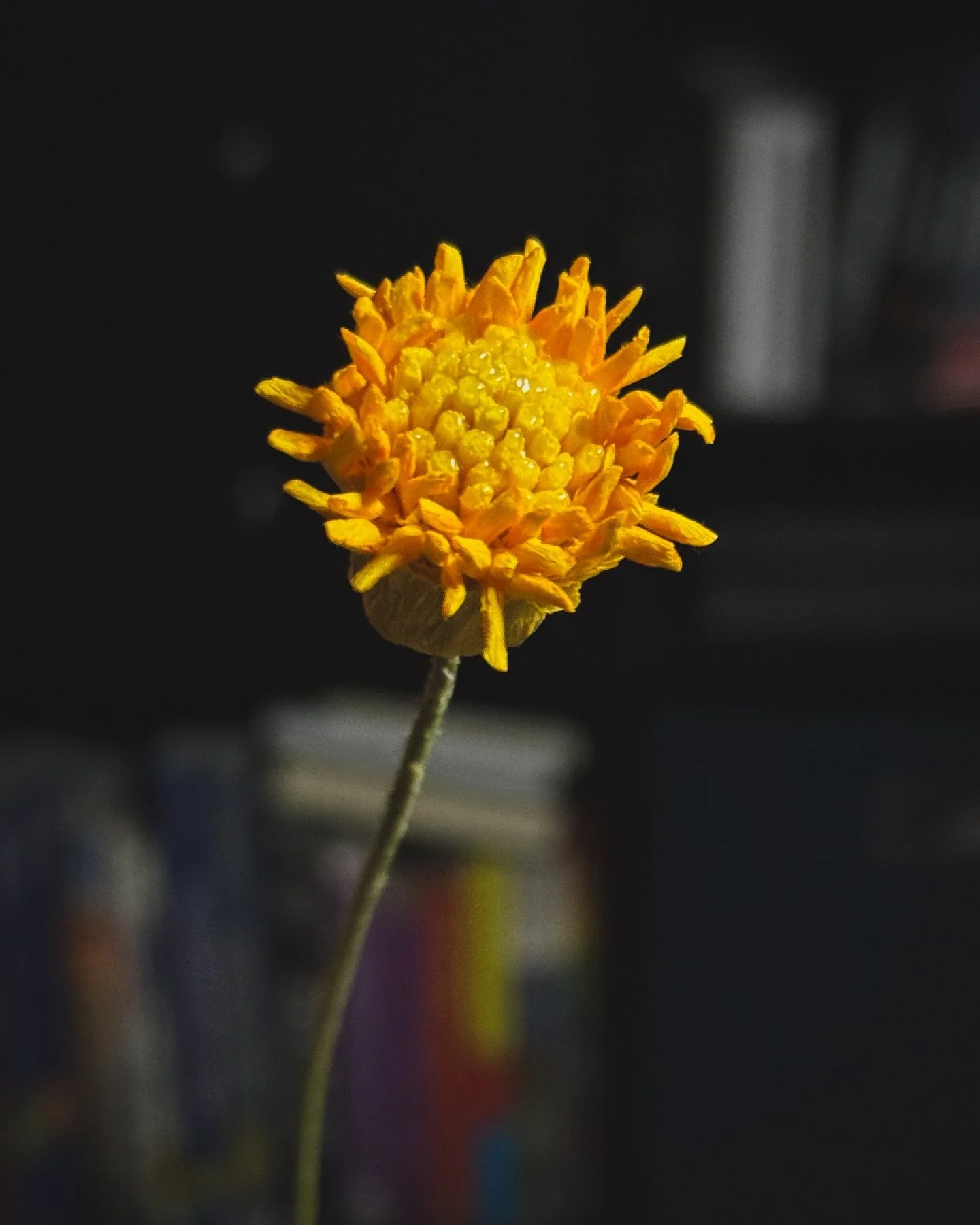 Hyperfocusing on recreating dahlias in my garden again and I am really pleased with the latest prototype on my flower centers. Doublette for the win as forever the best paper choice for the capitulum. Did you know that the centers of dahlias are a bu