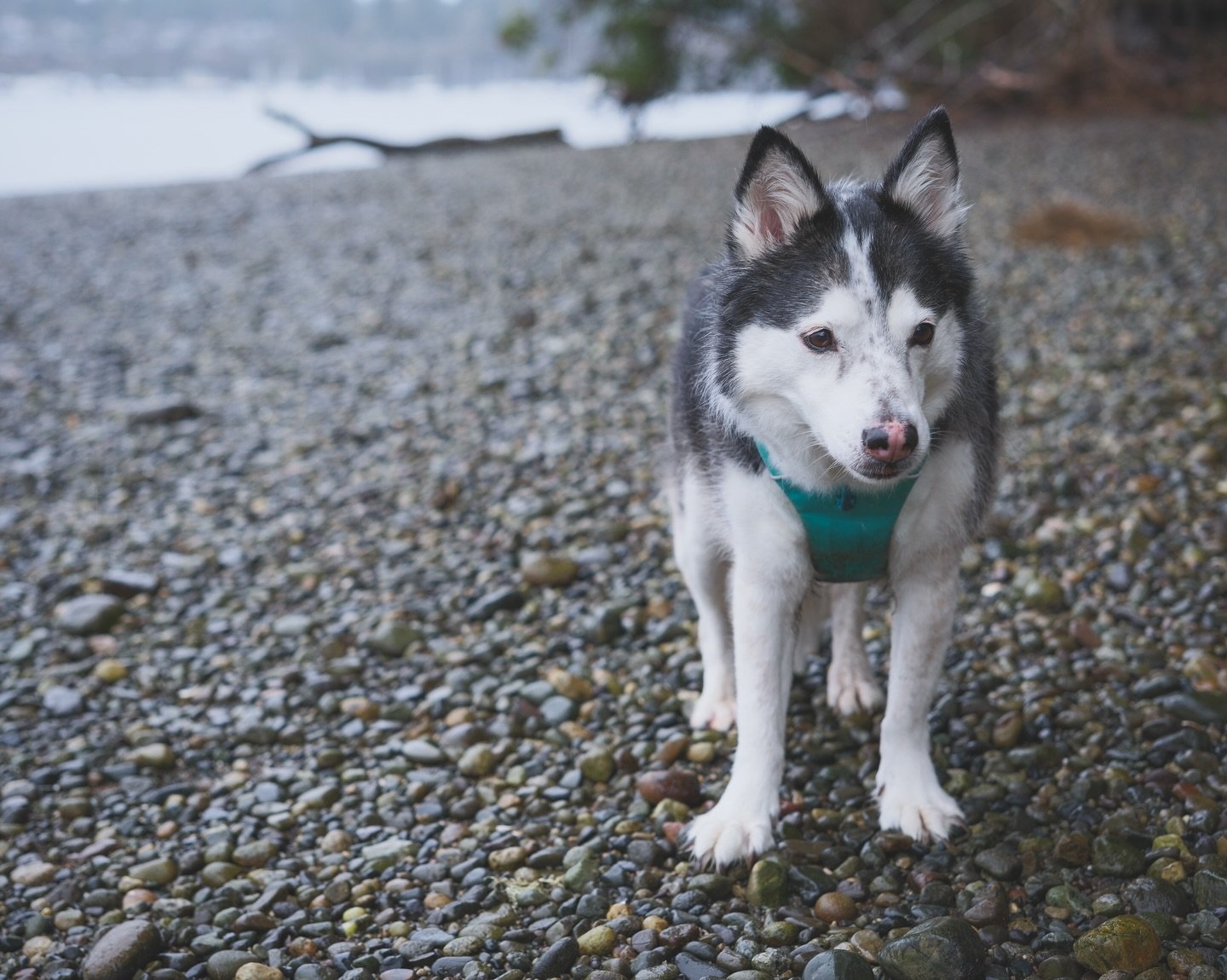 Yesterday was Rory&rsquo;s &ldquo;birthday&rdquo; but high tide interrupted our usual beach photoshoot. Today we did it in the pouring rain and she ate all the treats. Sometimes she&rsquo;s so adorable I feel like I am living with a real life cartoon