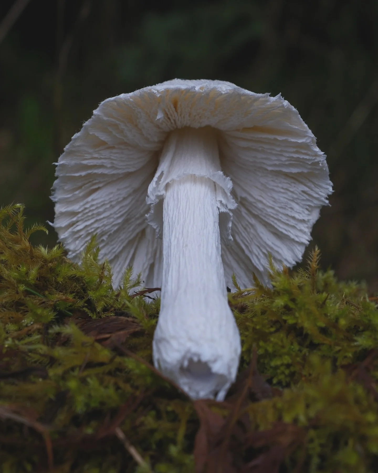 Paper mushroom number 4.