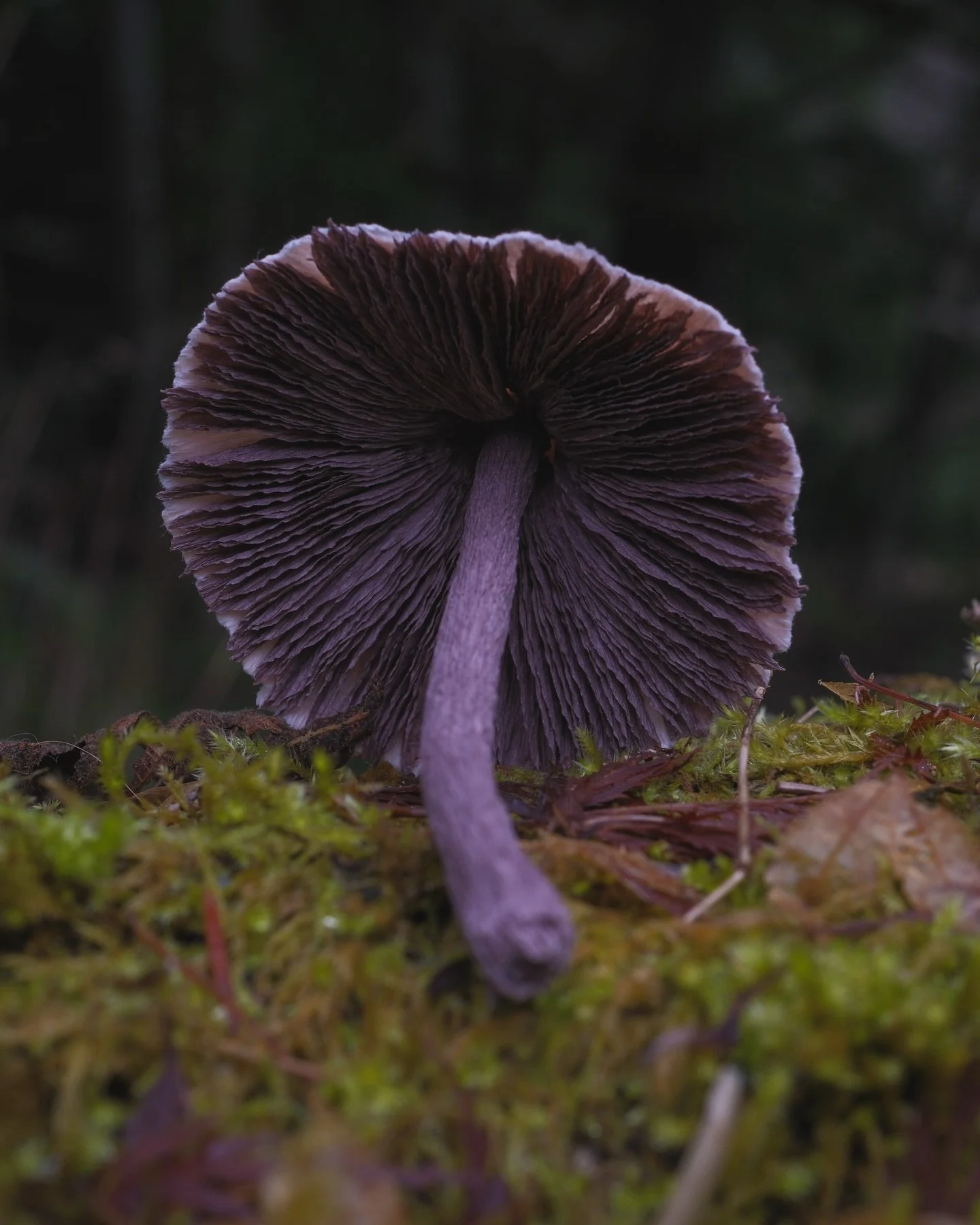 Paper mushroom number 5.