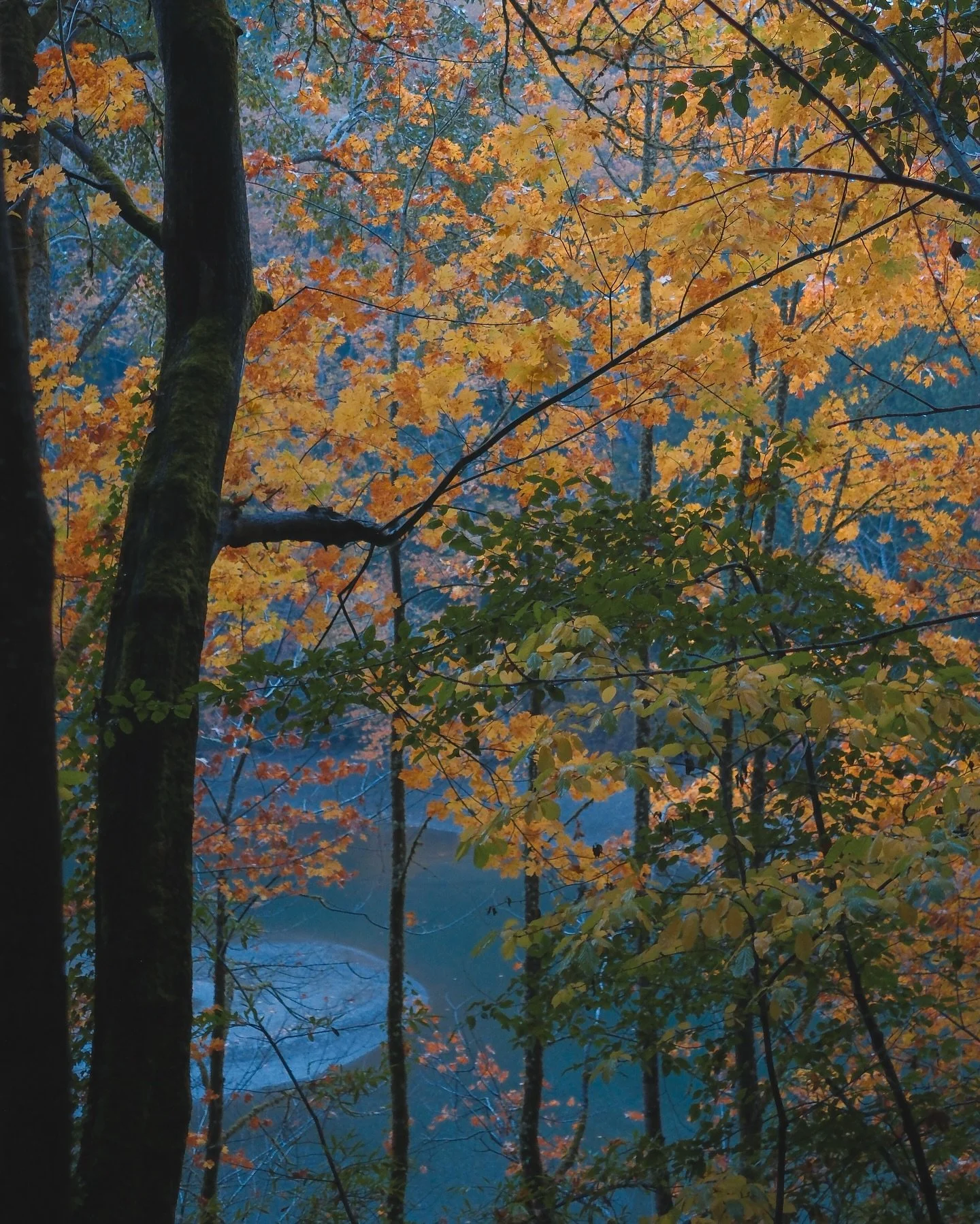 Really enjoyed the fall colors against the inlet last night.