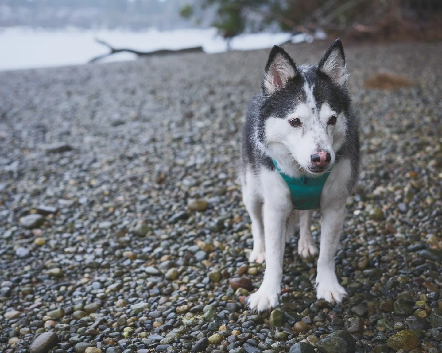 Yesterday was Rory&rsquo;s &ldquo;birthday&rdquo; but high tide interrupted our usual beach photoshoot. Today we did it in the pouring rain and she ate all the treats. Sometimes she&rsquo;s so adorable I feel like I am living with a real life cartoon