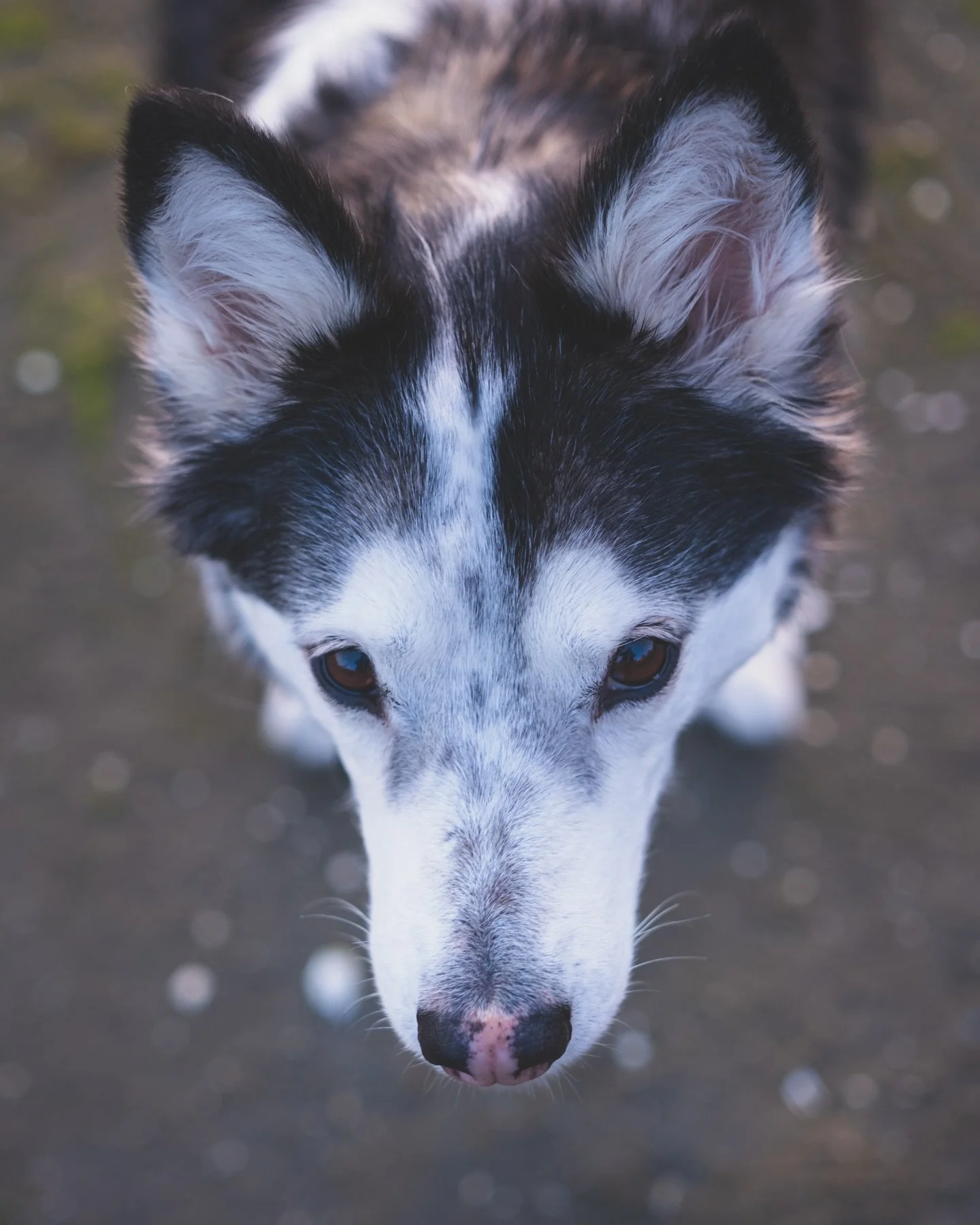It&rsquo;s been a rollercoaster of a year so far. A break up! An autism and ADHD diagnosis! And another tumor in our household!

Tomorrow my sweet baby angel is getting part of her liver removed (lobectomy). We don&rsquo;t know what kind of tumor bec