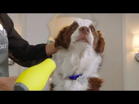 BarkBar: Secret Life of Pets 2 x Drybar