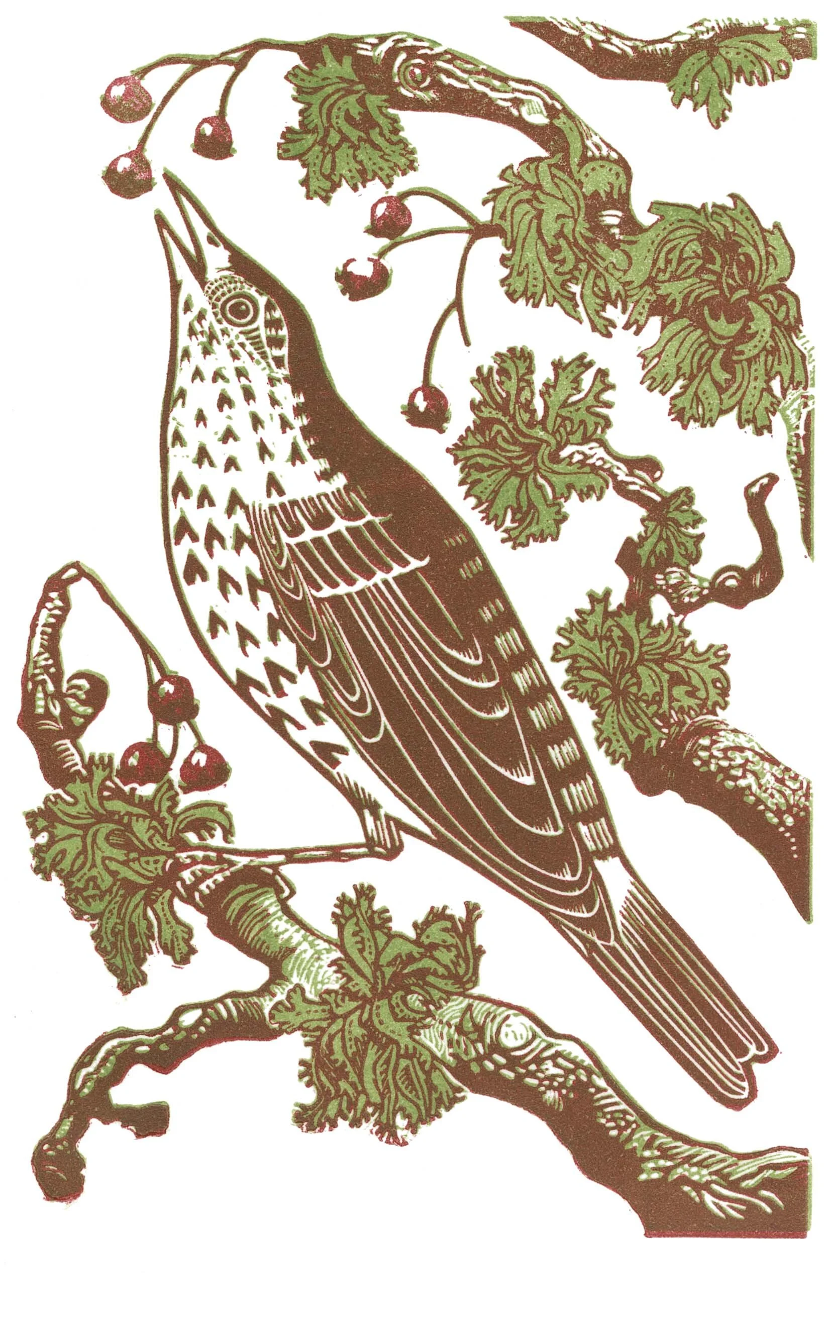 Forecast - Spring linocut Cat Moore song thrush sits on hawthorn branch eating hawthorn berries in late winter. Lichen on branch