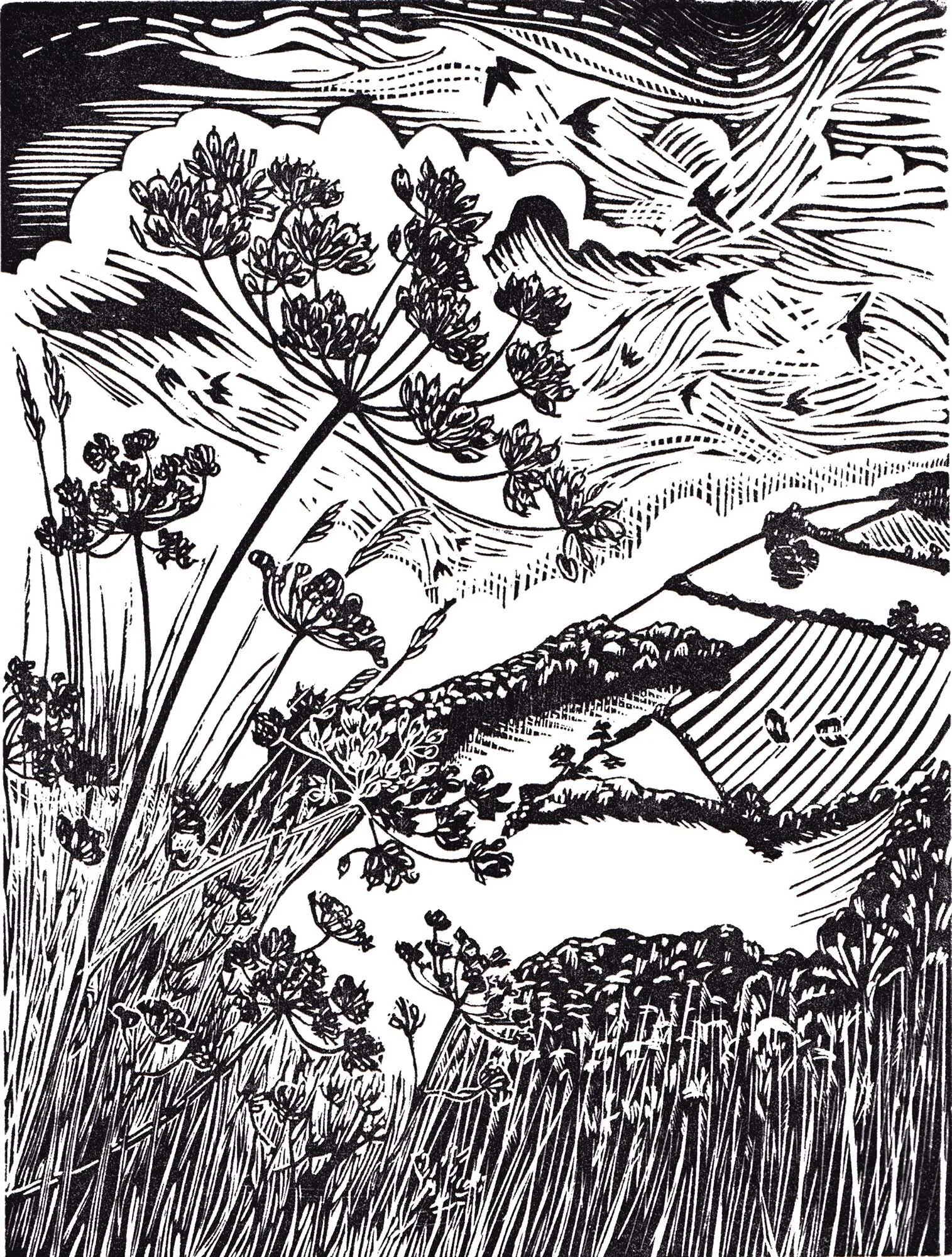 August Swifts linocut greeting card Cat Moore hogweed summer flying birds hillside woodland black and white