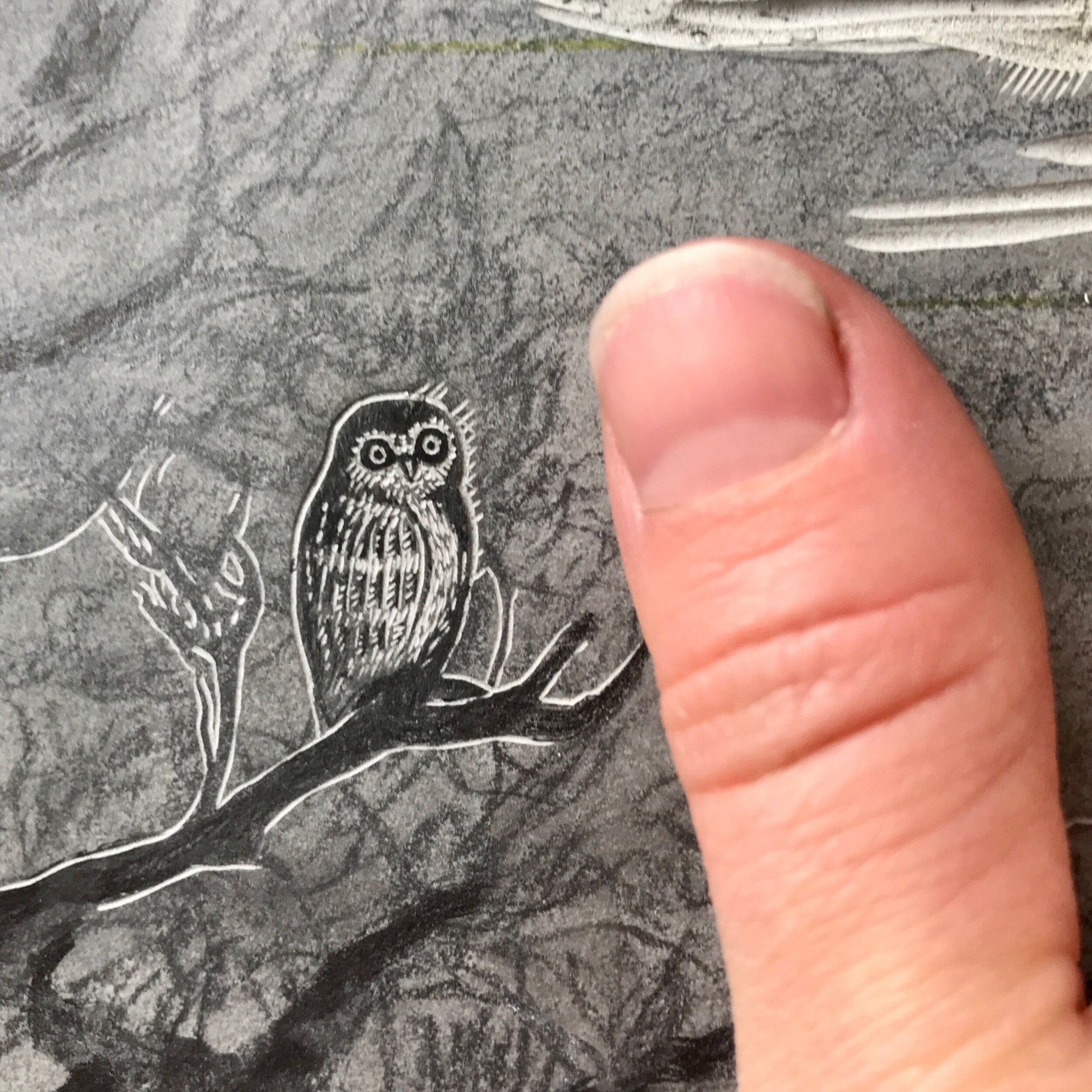 Owl with thumb for scale 