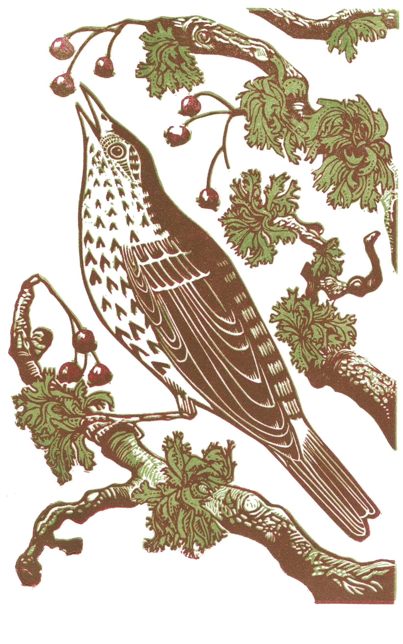 Forecast - Spring linocut Cat Moore song thrush sits on hawthorn branch eating hawthorn berries in late winter. Lichen on branch