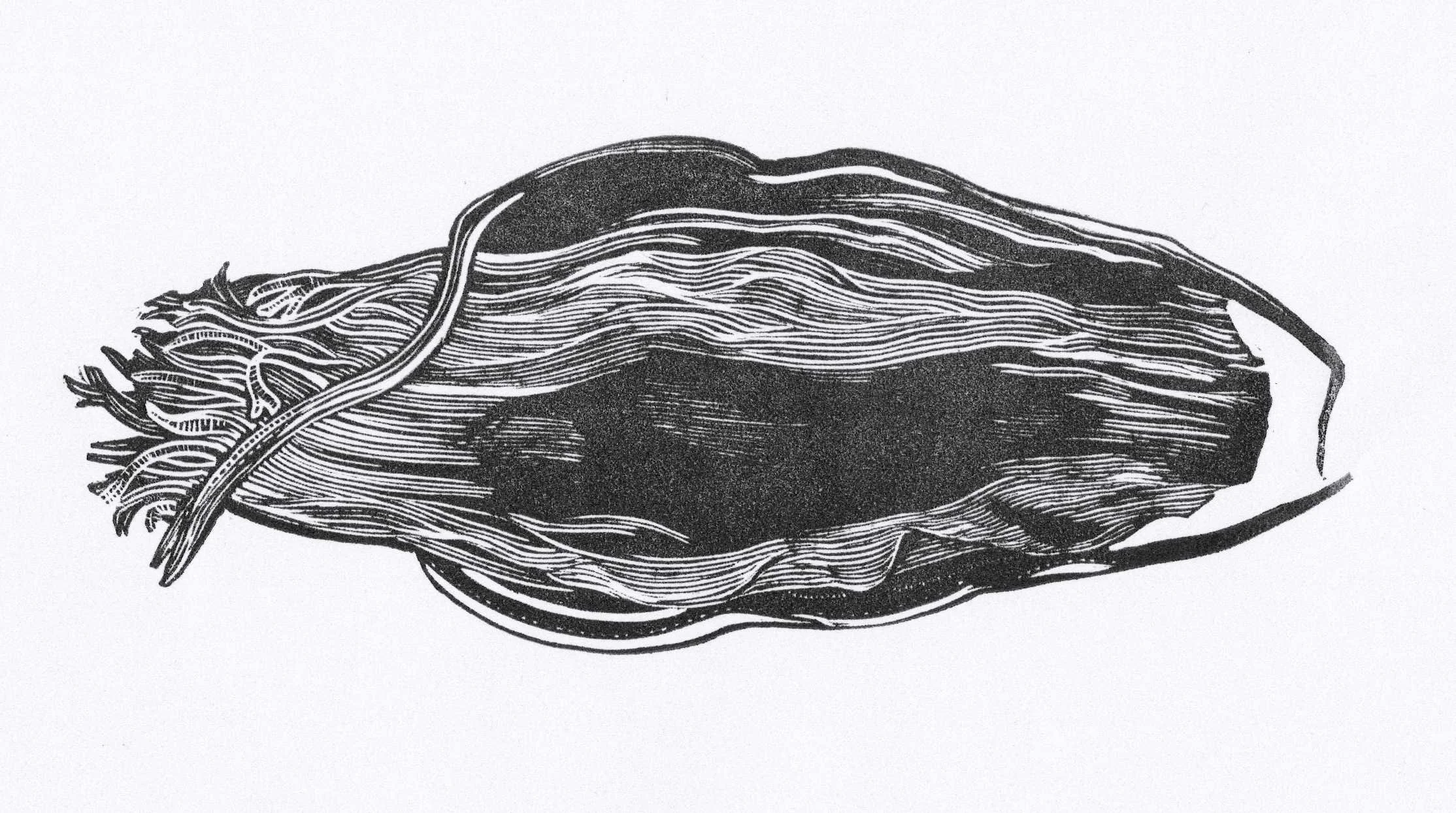 Mermaid's Purse Study