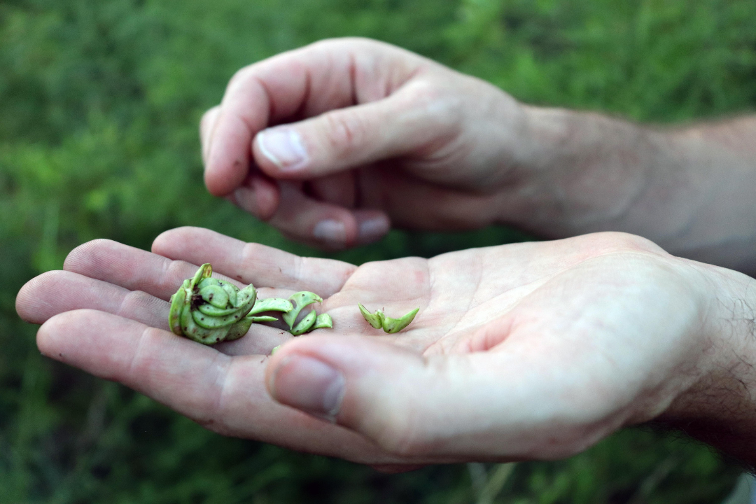A close-up photograph of a cluster of light green crescent-shaped seed pods resting in the palm of an outstretched hand.