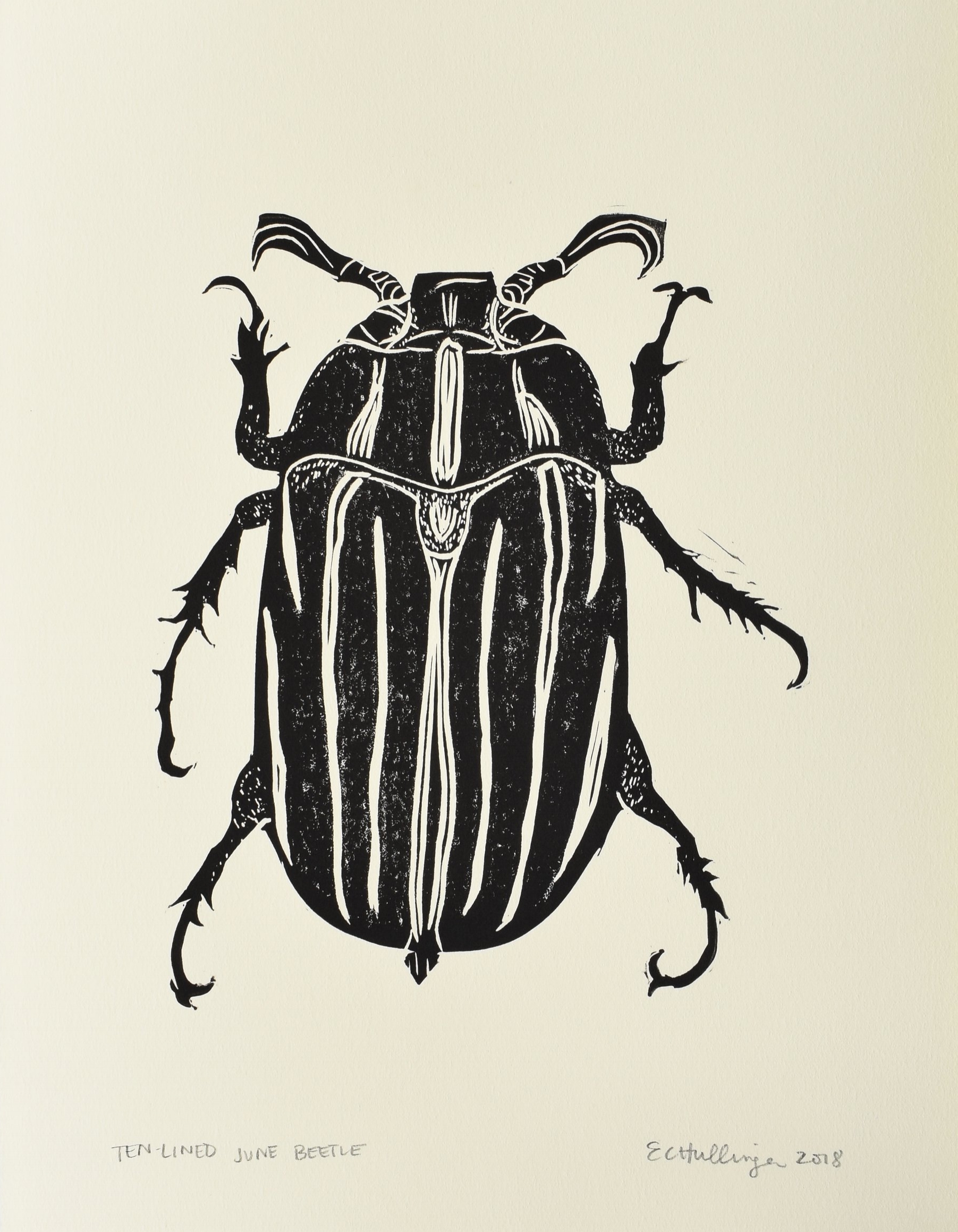 Ten-lined June Beetle
