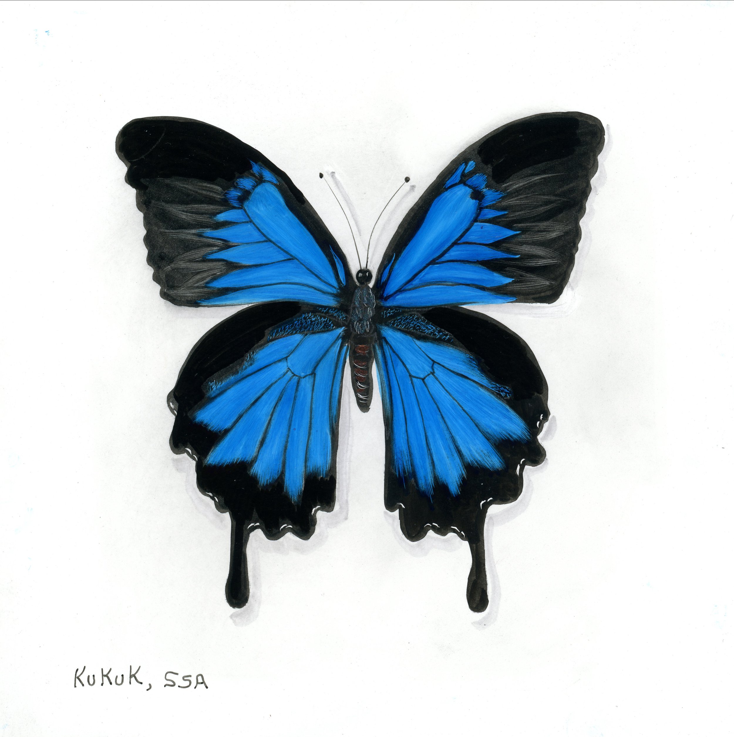 Blue Mountain Swallowtail