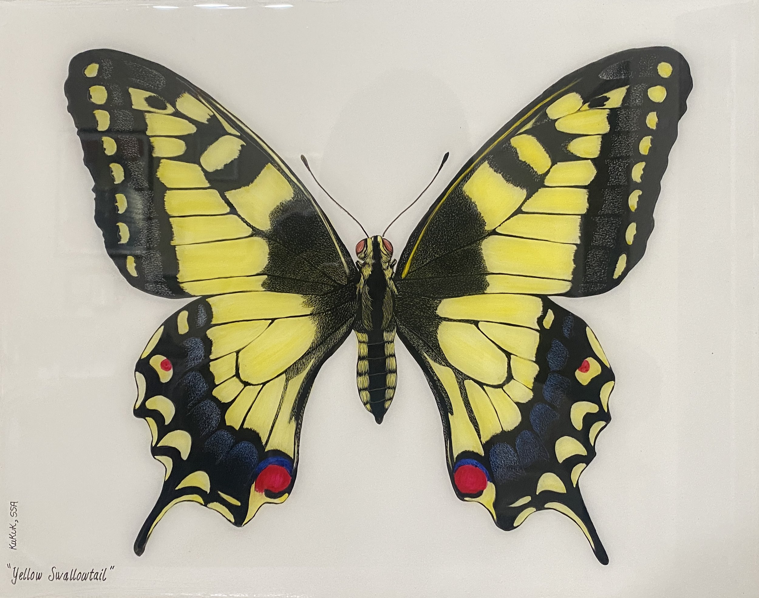 Yellow Swallowtail