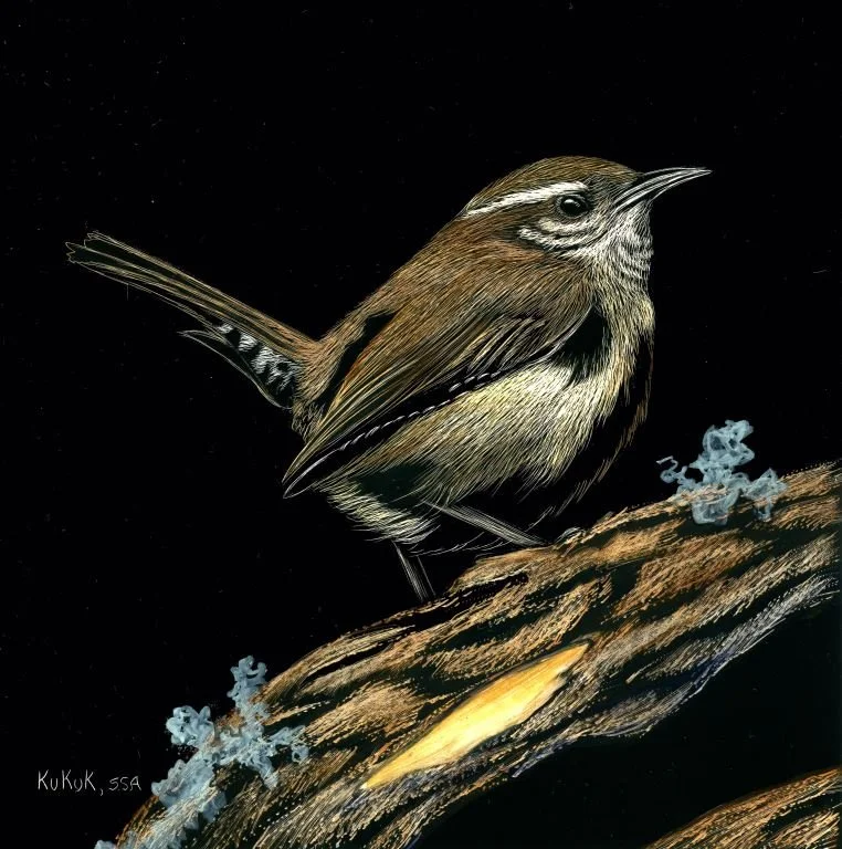 Carolina Wren