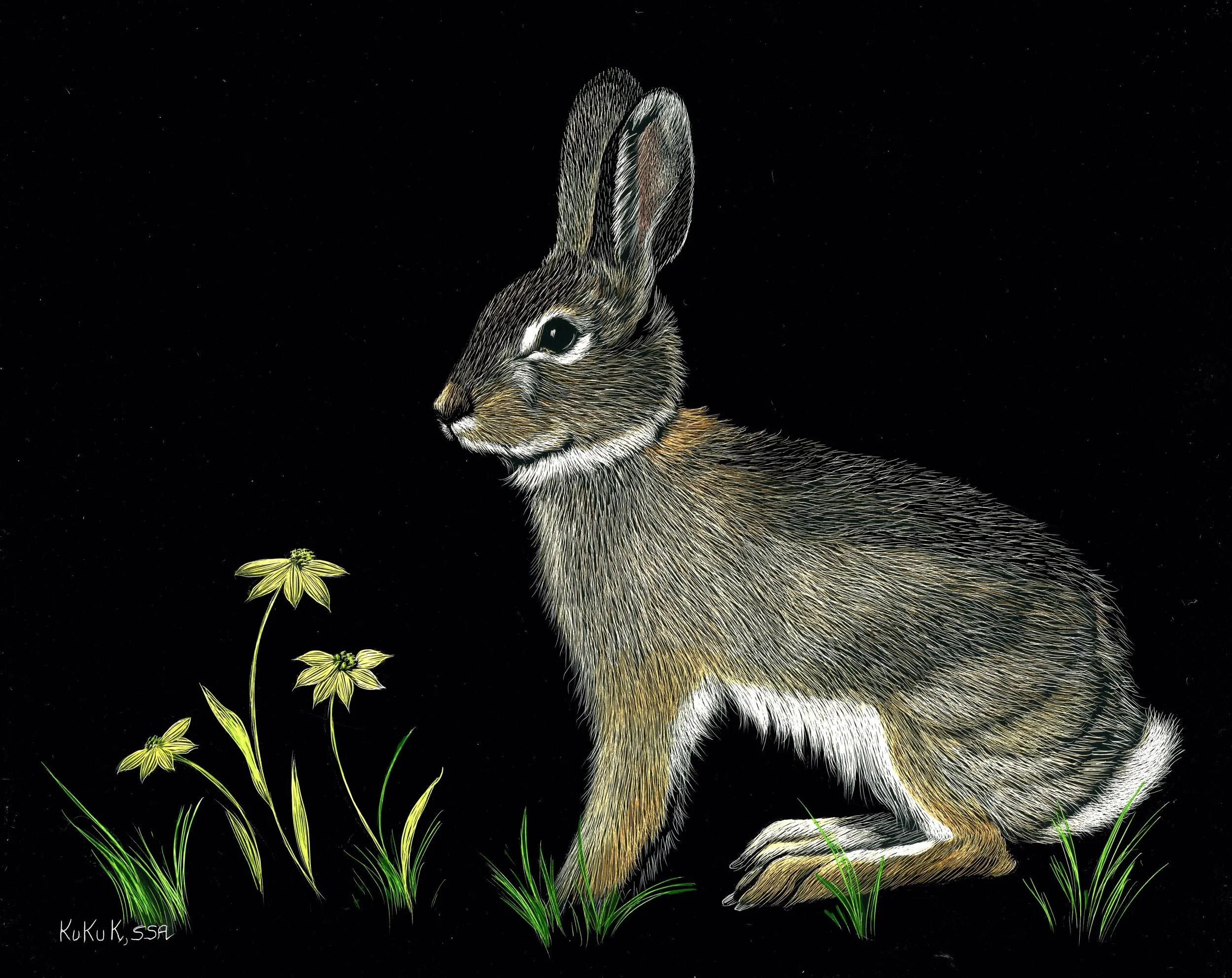 Cottontail with Daisies