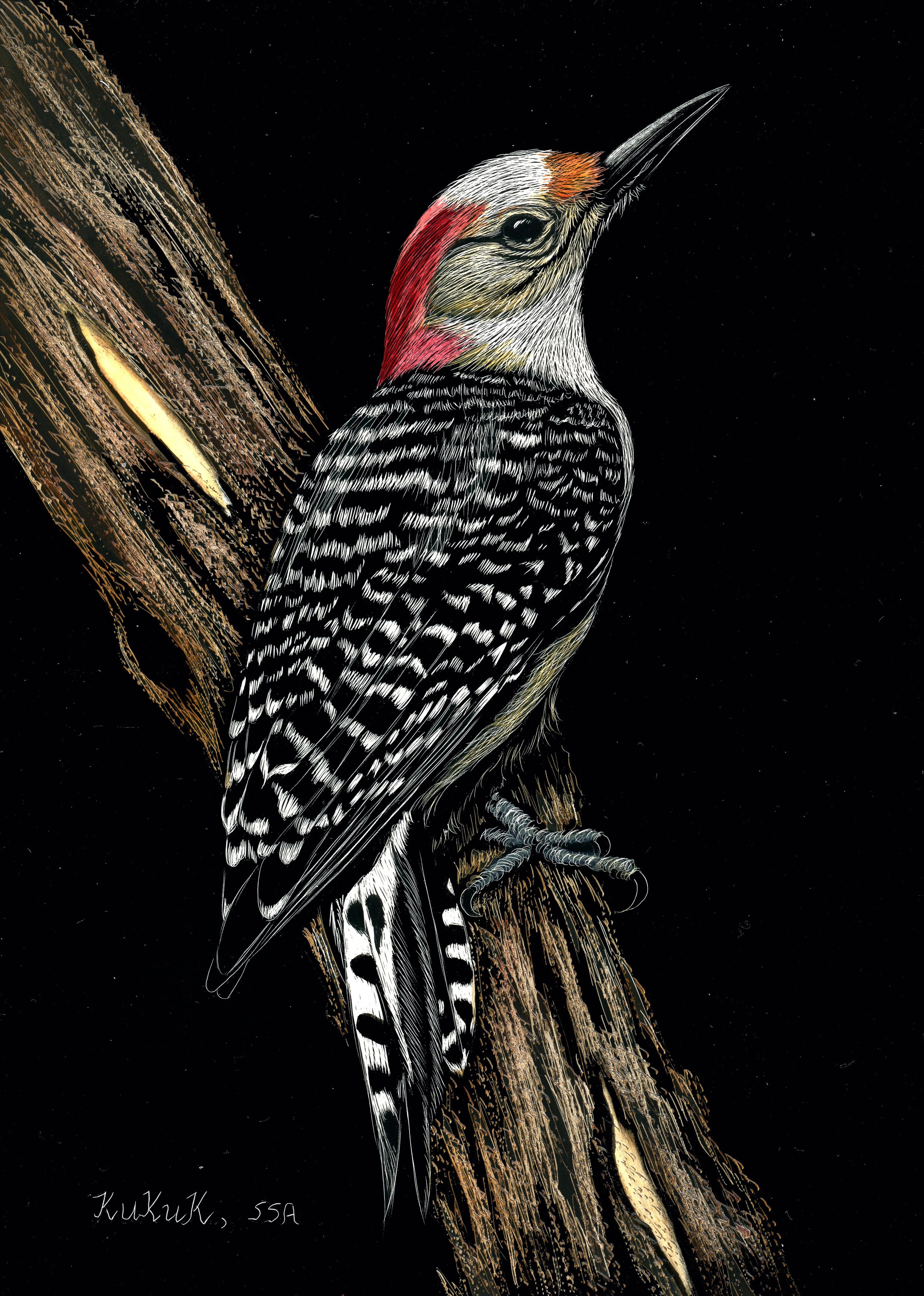 Red-bellied Woodpecker