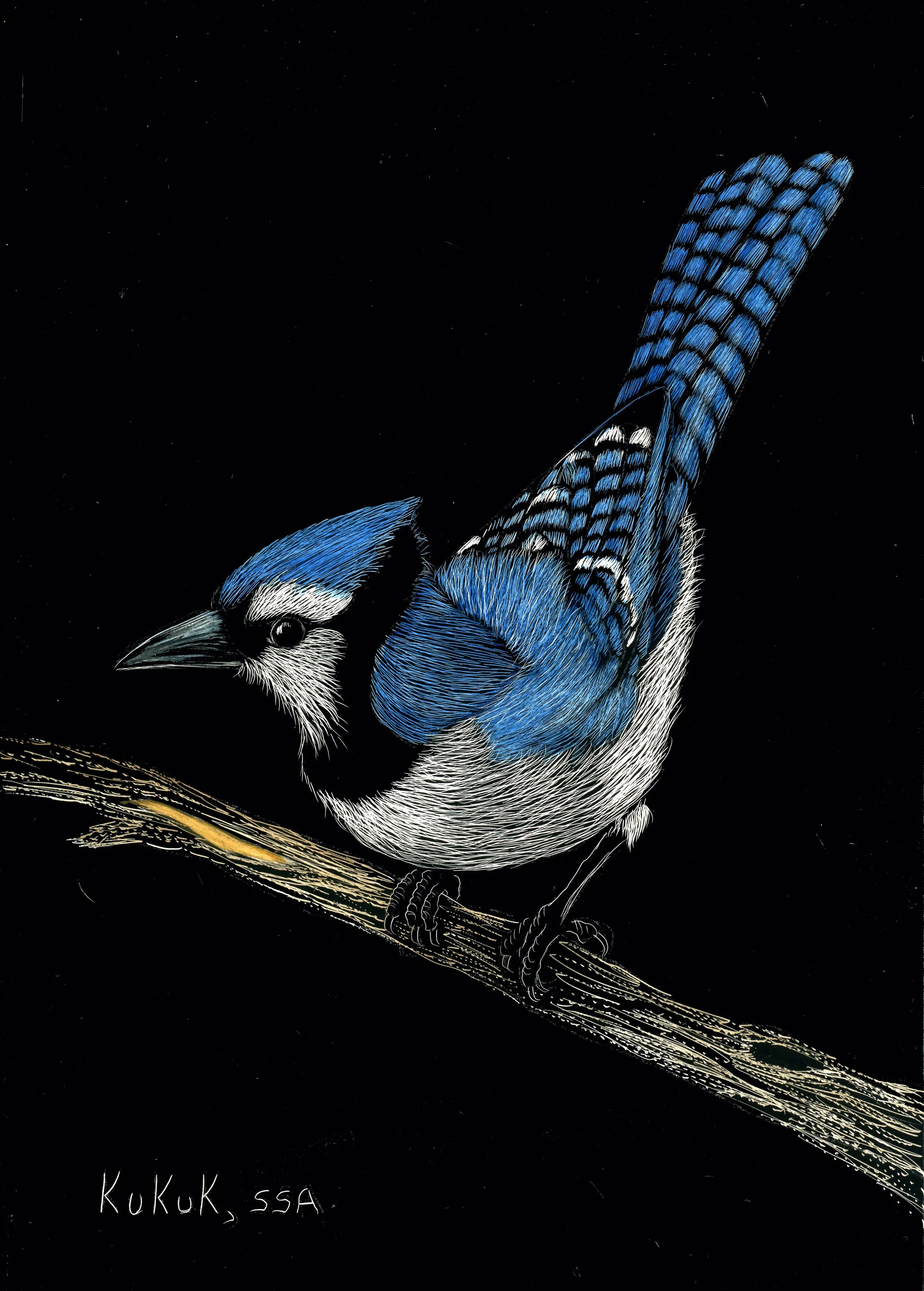 Balanced Blue Jay