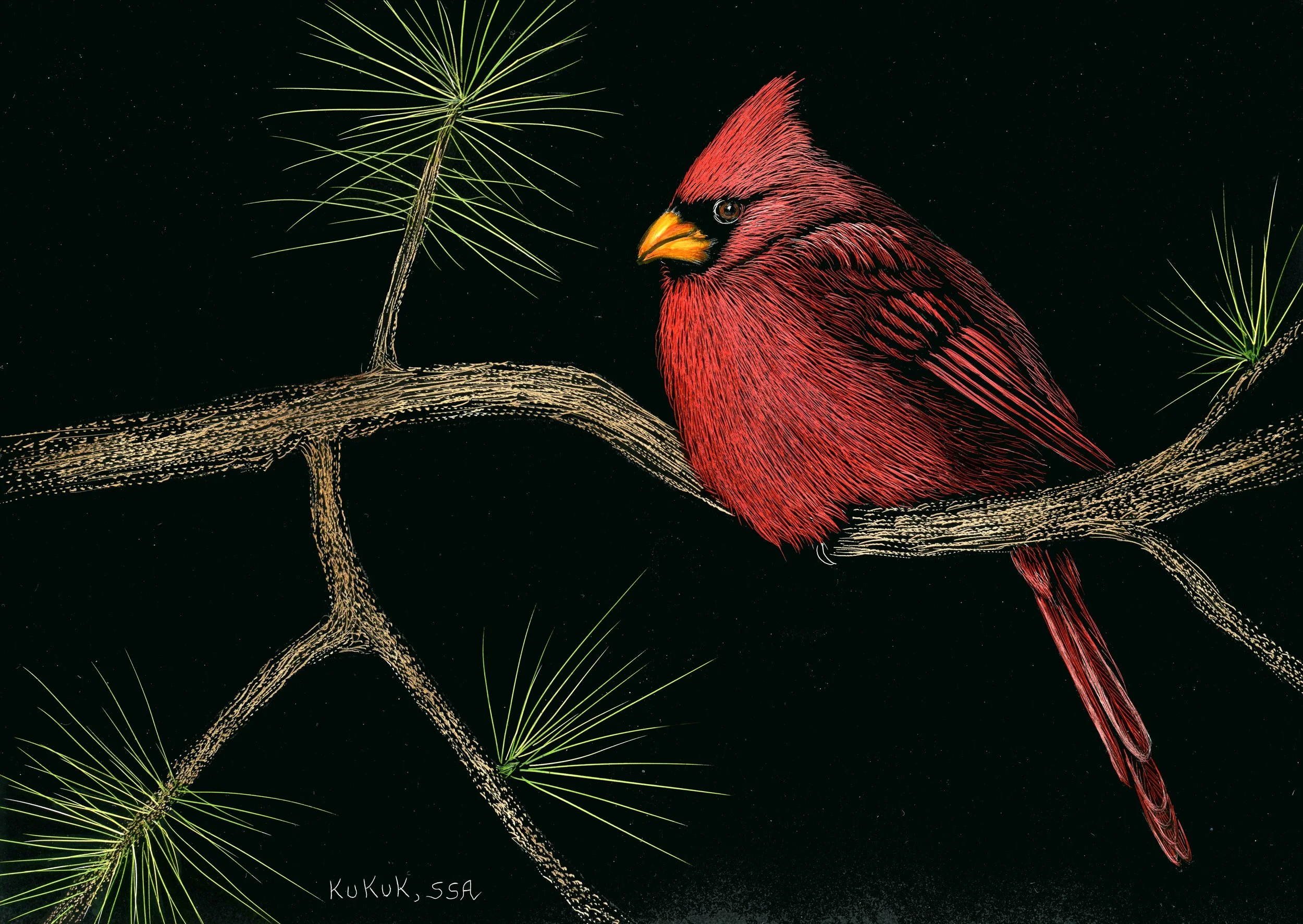 Cardinal on Pine