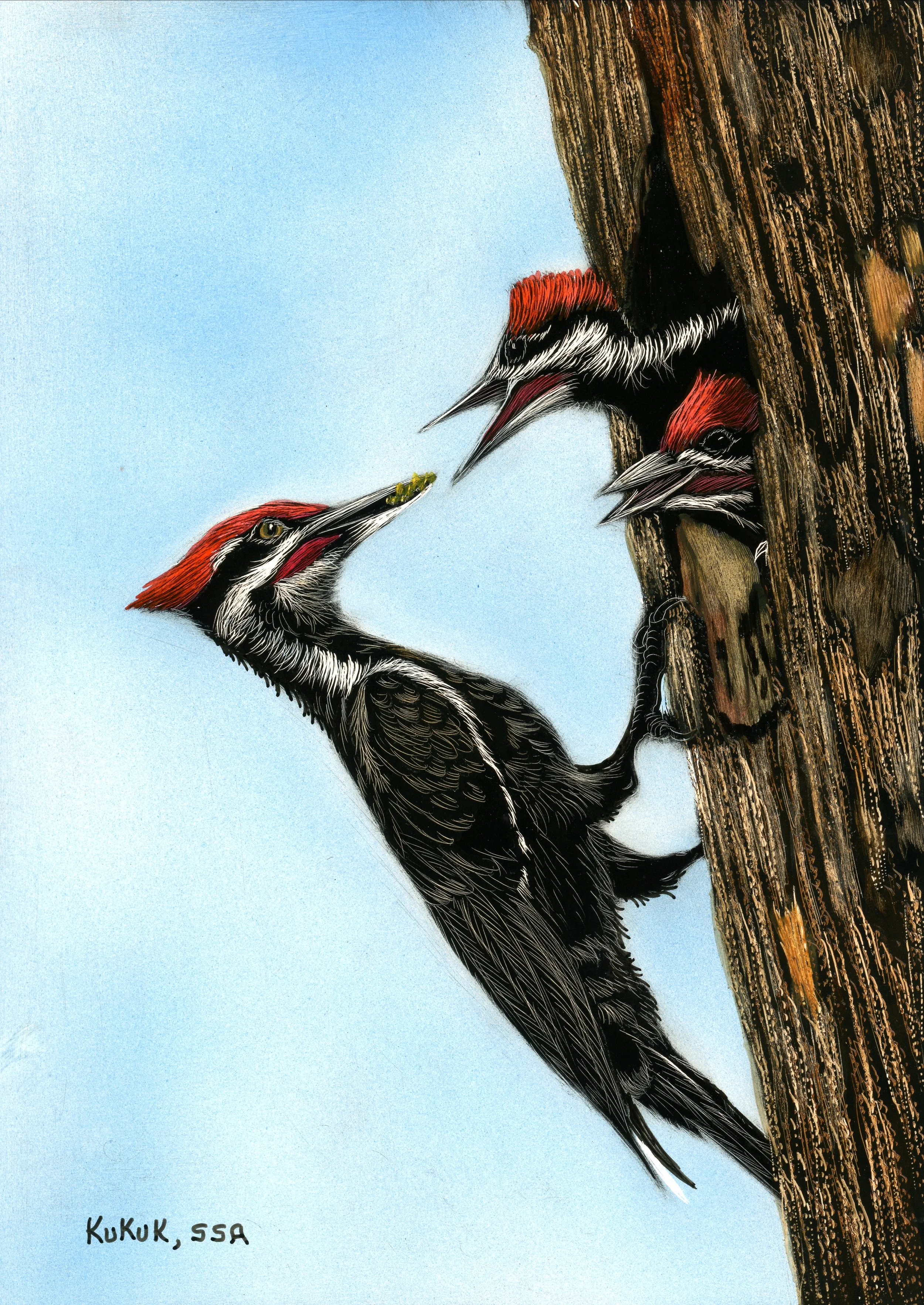 Pileated Woodpeckers
