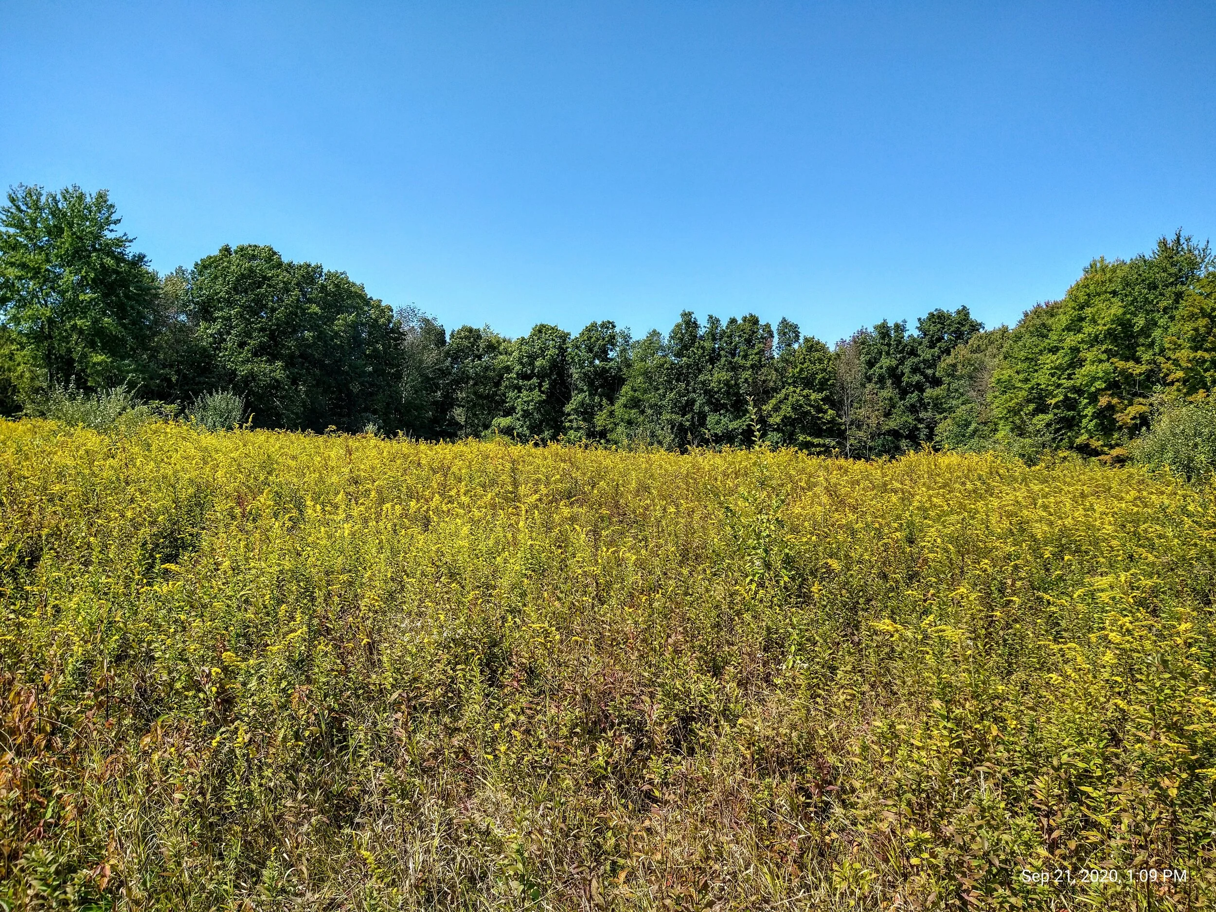 IMG_20200921_130959195_HDR.jpg
