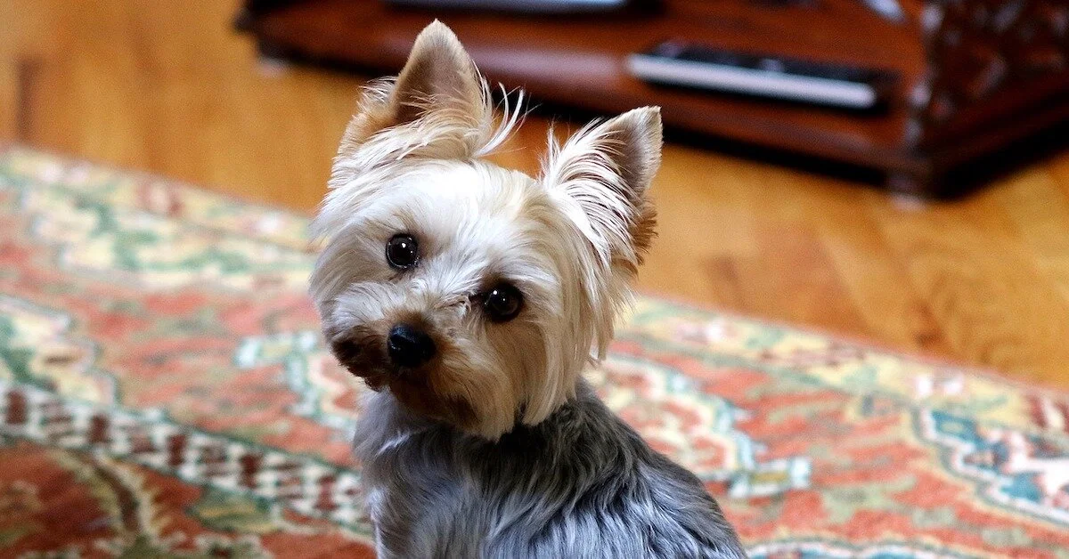 yorkie-2436954_1280 (1).jpg