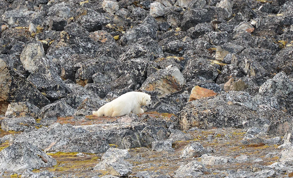 Polar bear shot by SungPil