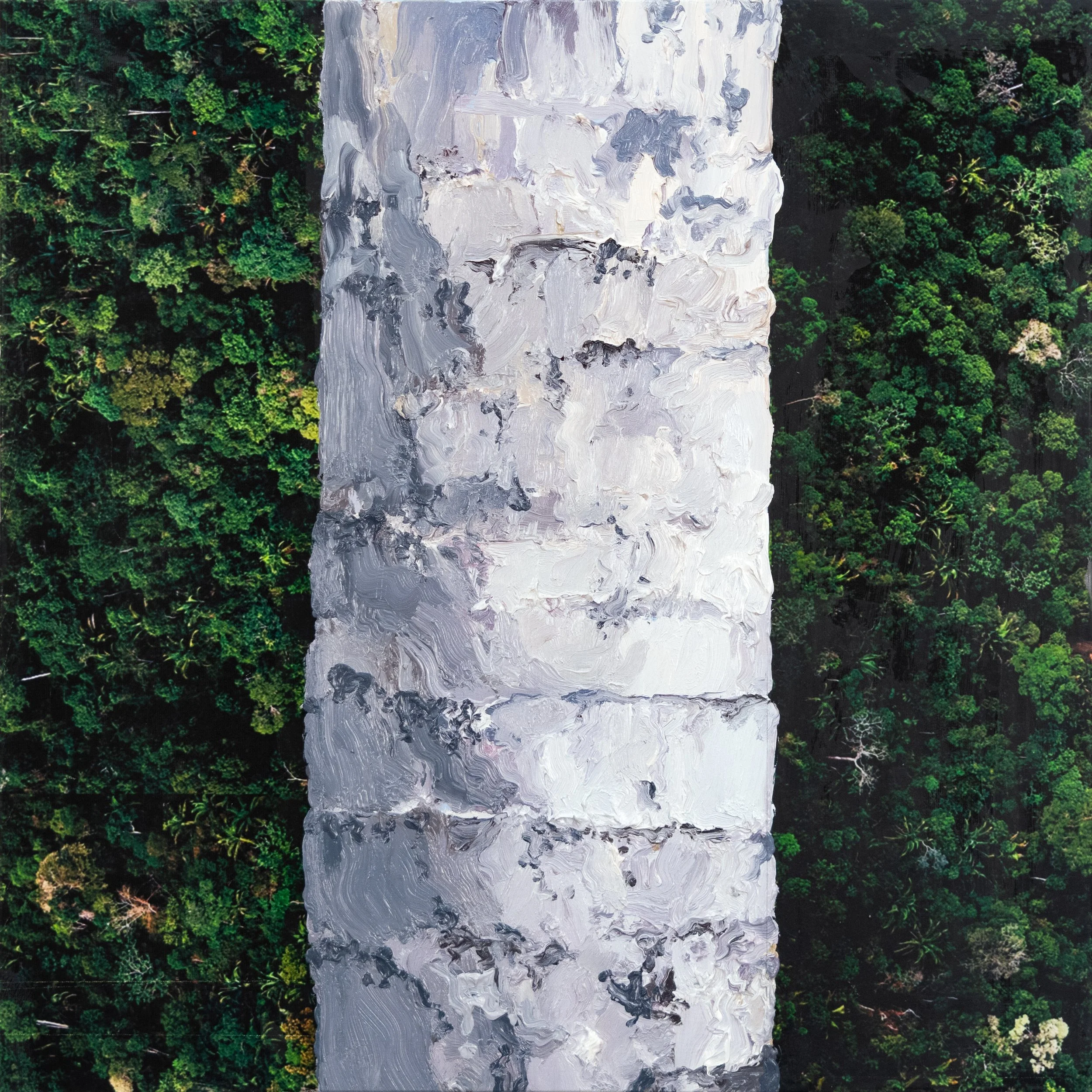 Ambay (Cecropia Adenopus)