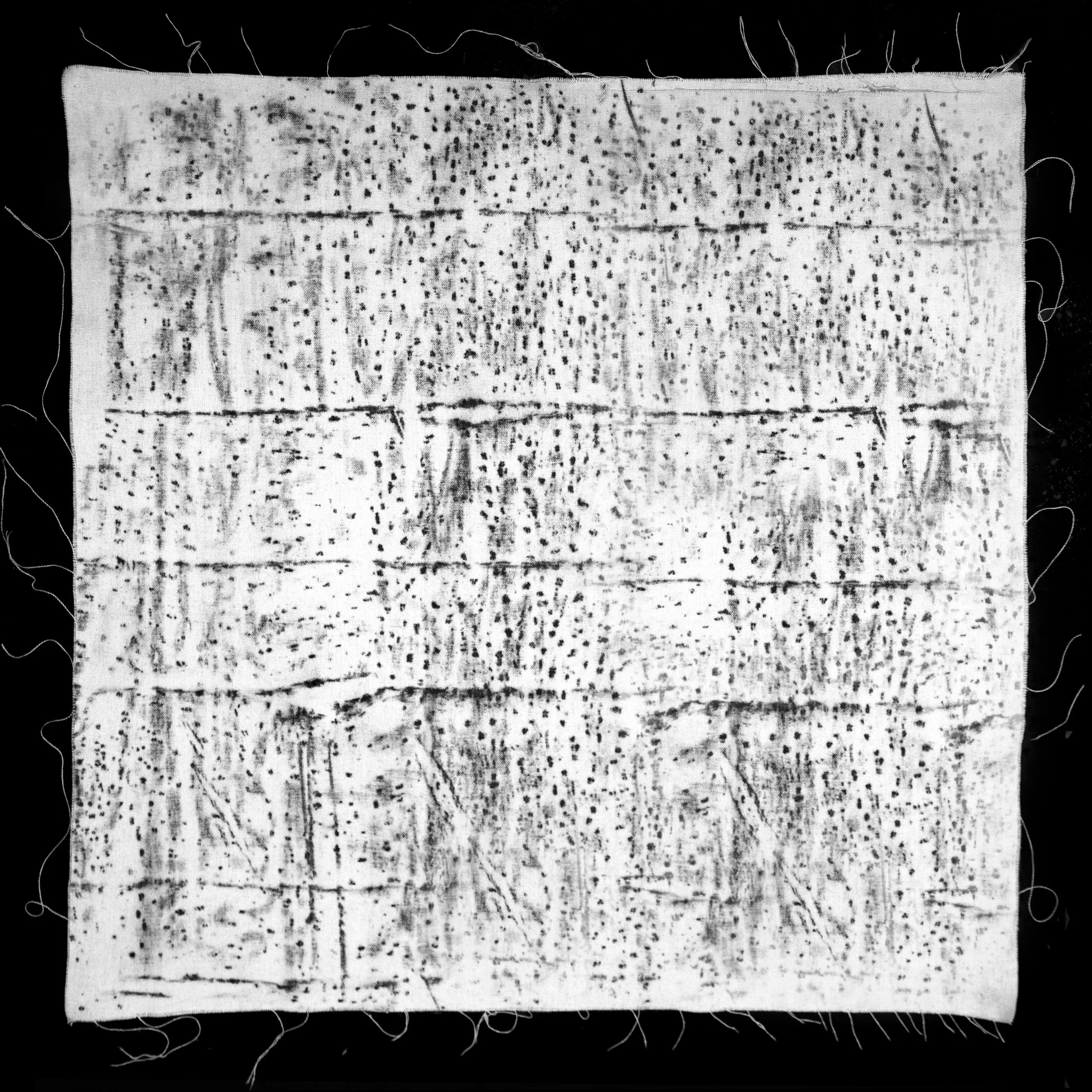 Ambay (Cecropia Adenopus)