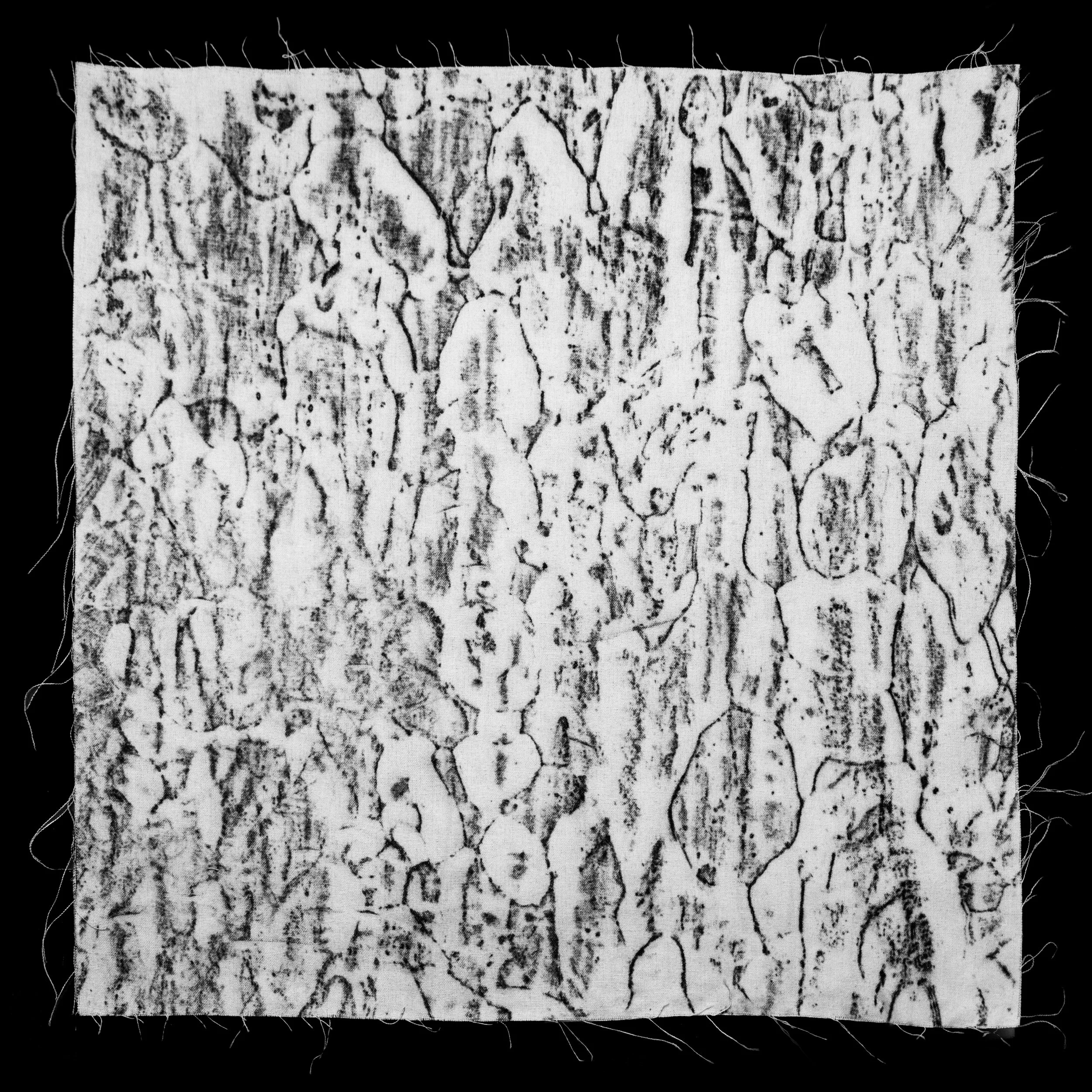 Grapia (Apuleia Leiocarpa)