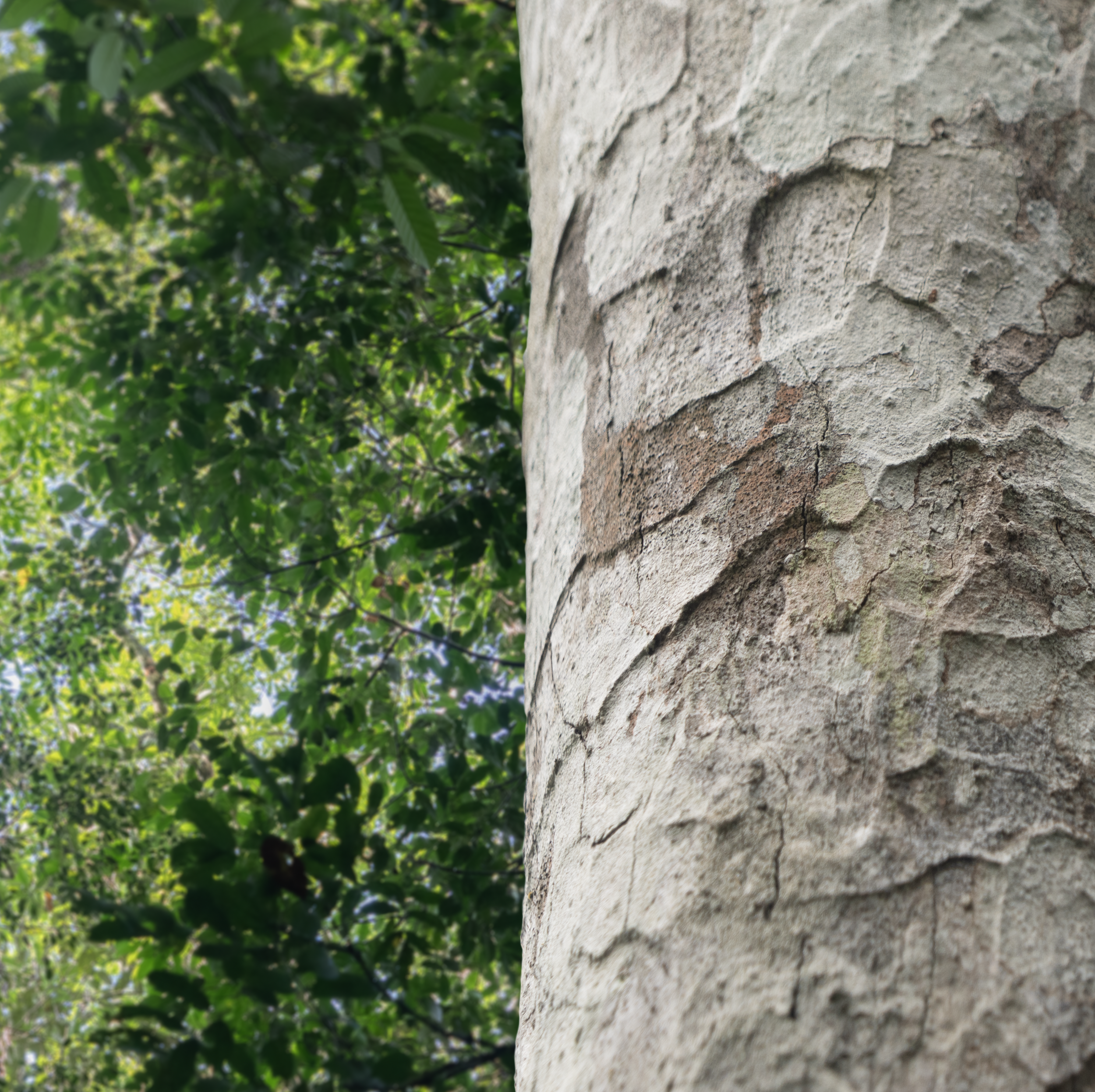 Grapia (Apuleia Leiocarpa)