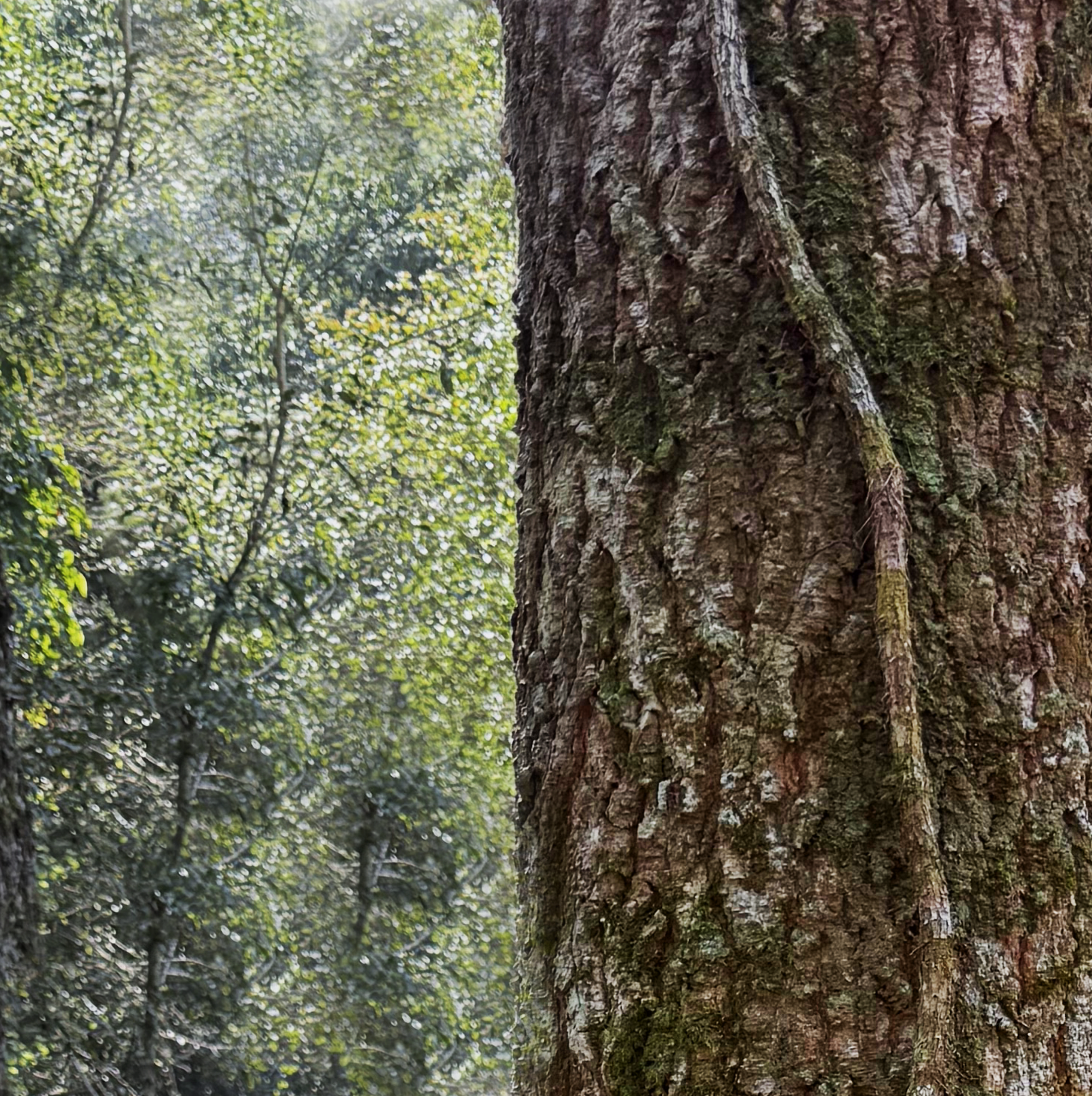 Incensio (Myrocarpus Frondosus)