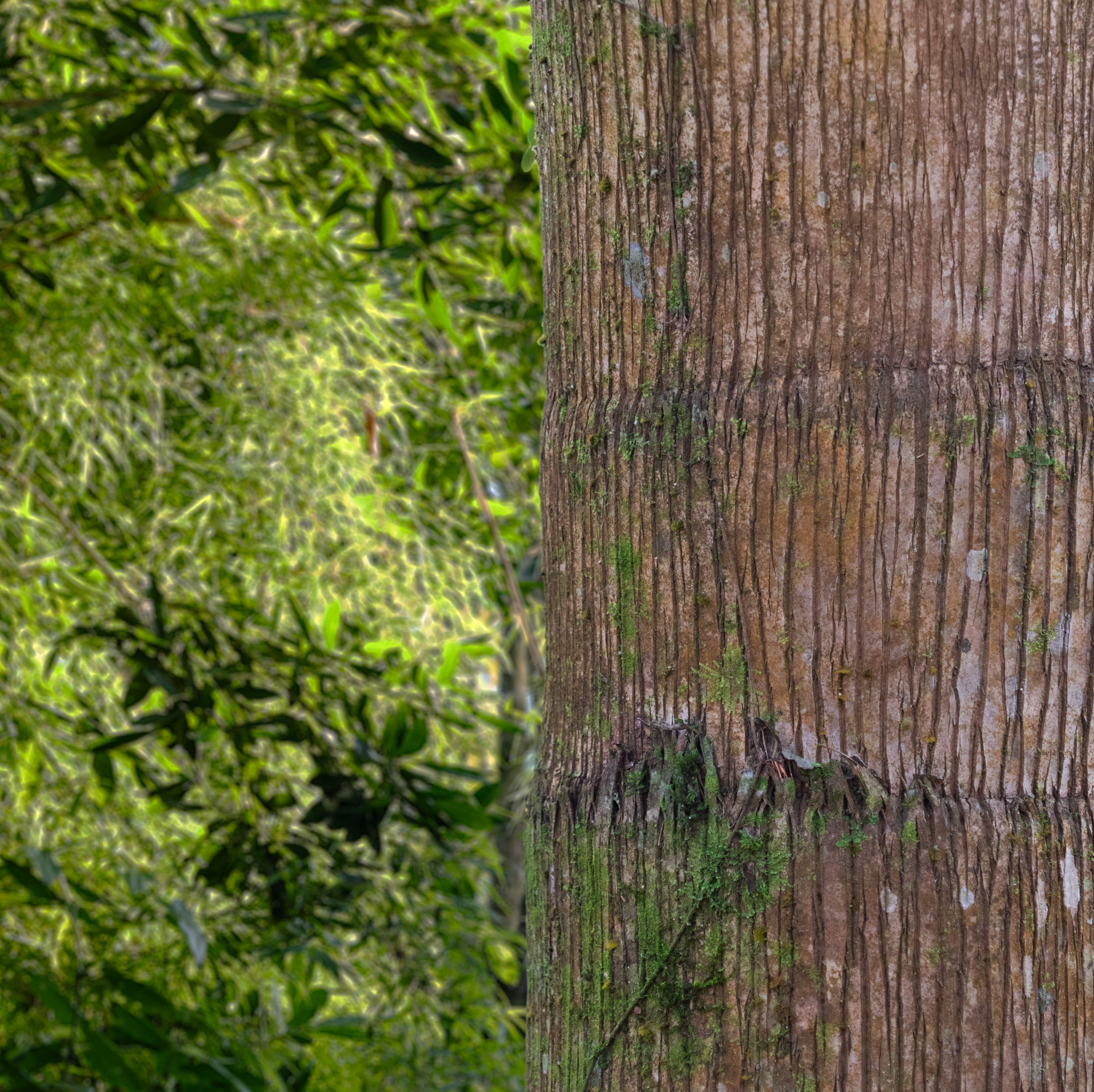 Pindó (Sygarus Romanoffiana) 