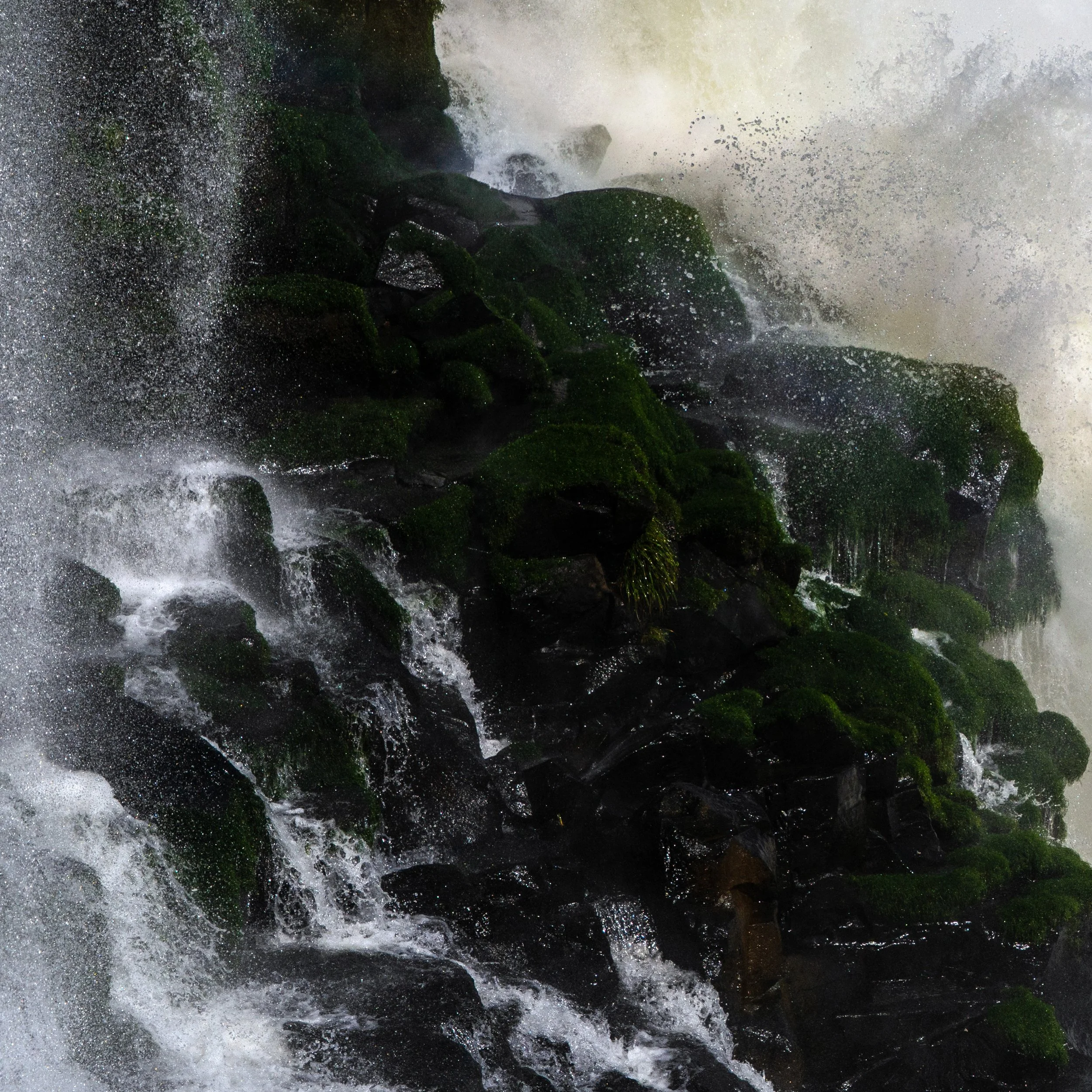 Atlantic Rainforest 2B