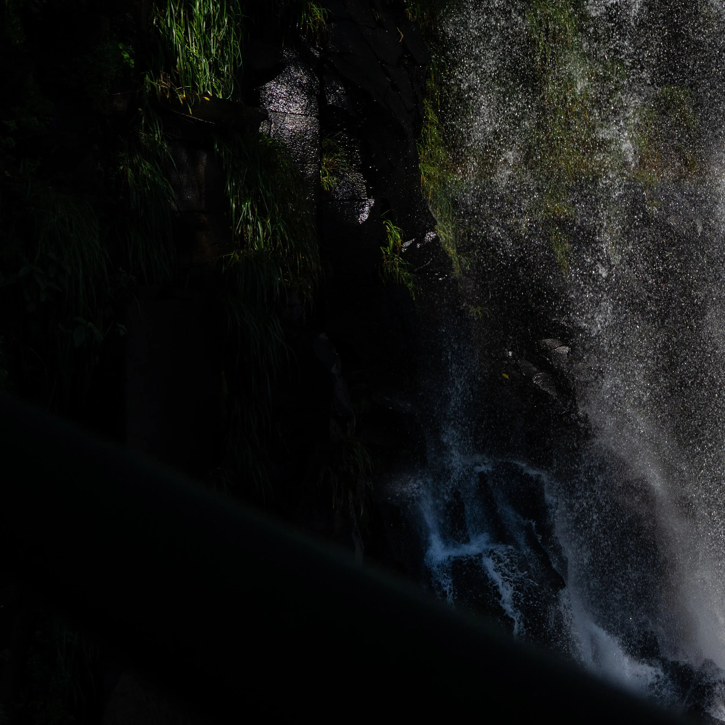 Atlantic Rainforest 2A