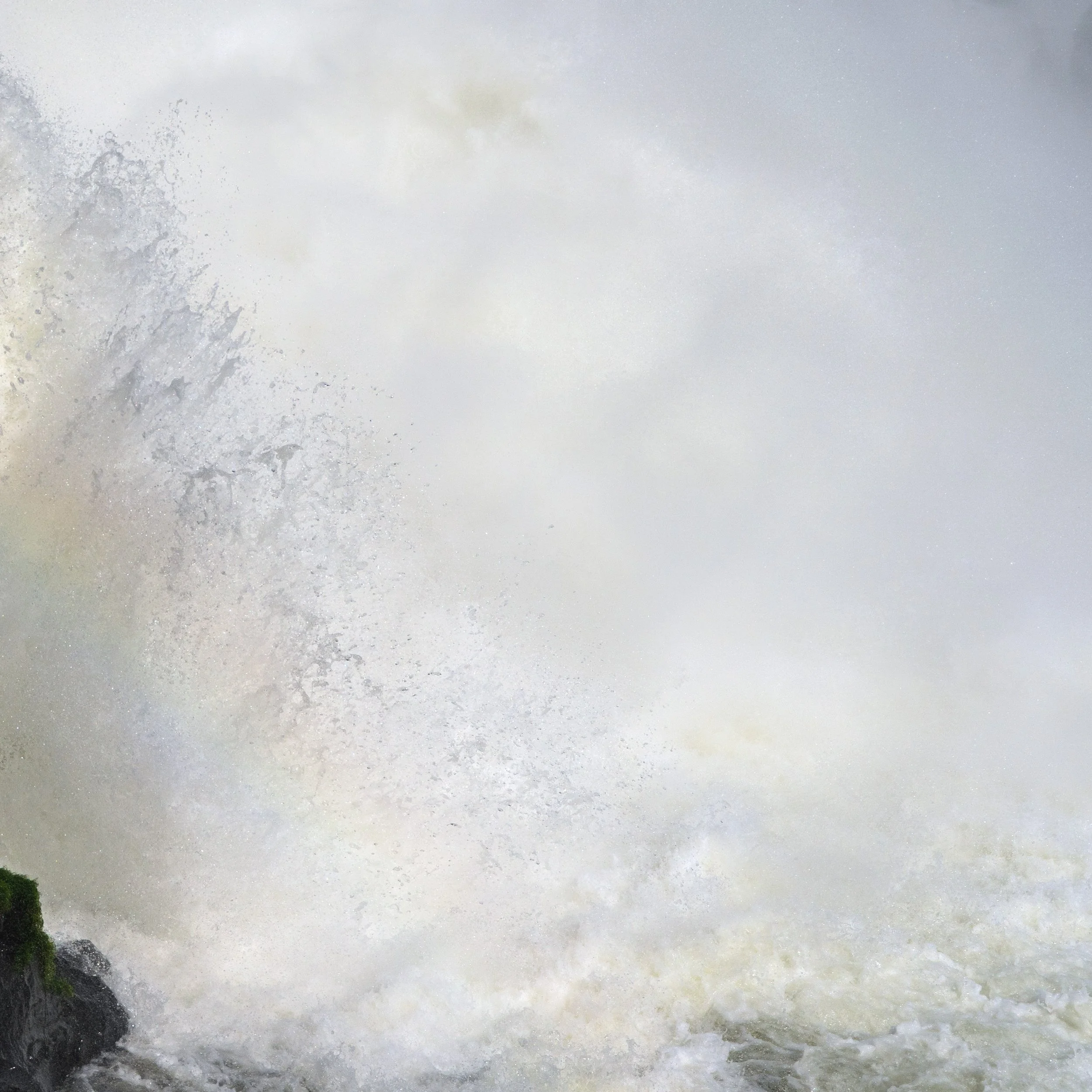 Atlantic Rainforest 1B