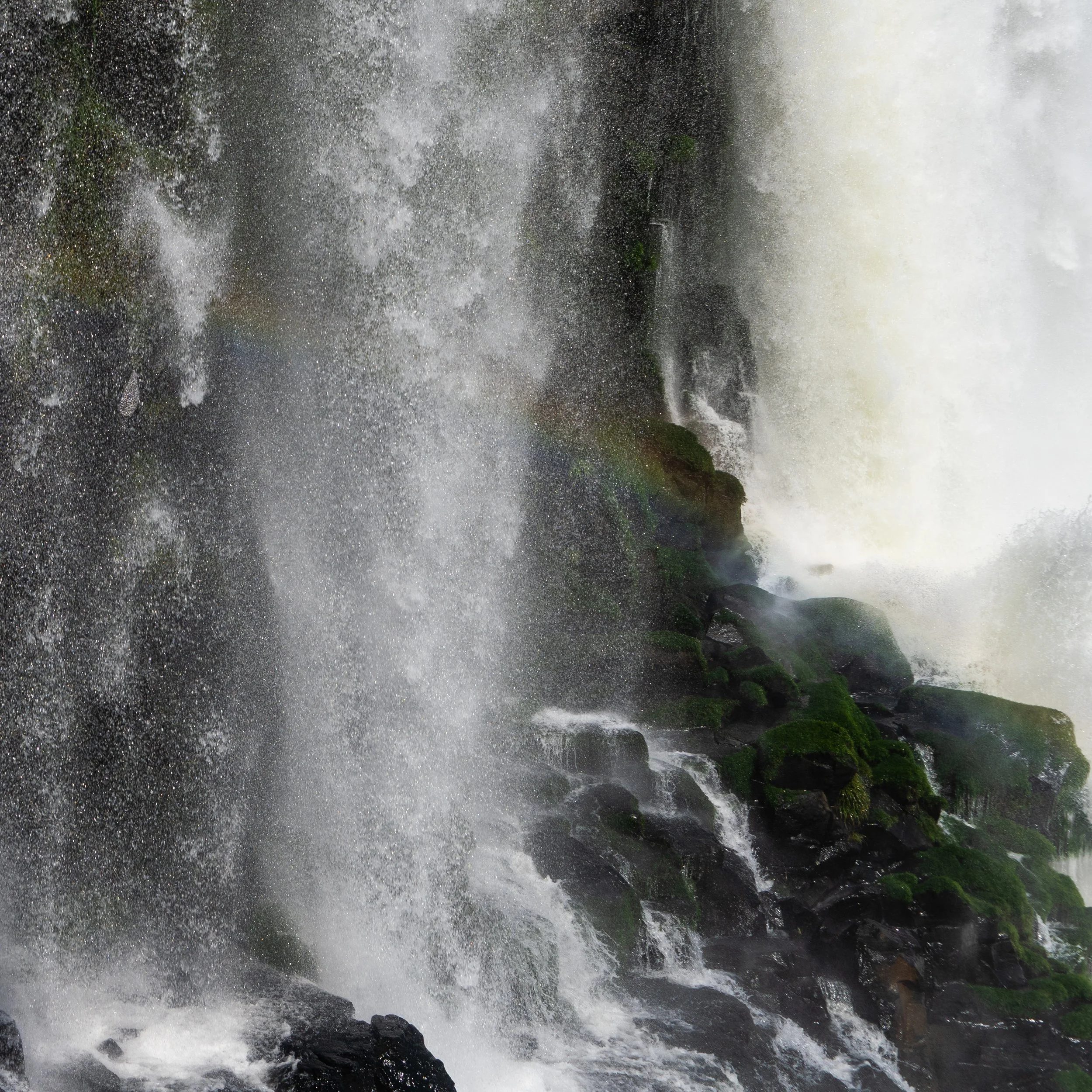 Atlantic Rainforest 1A