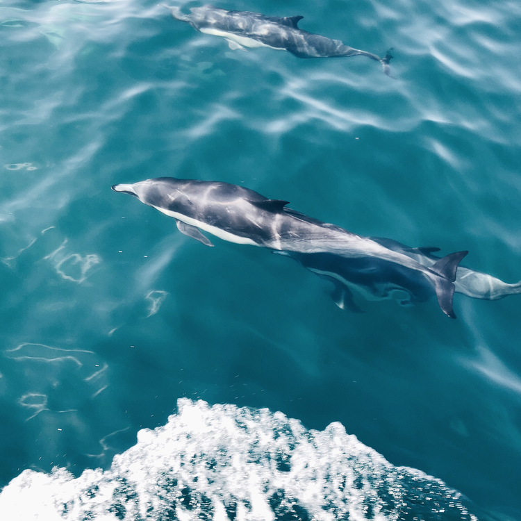 dolphins.png
