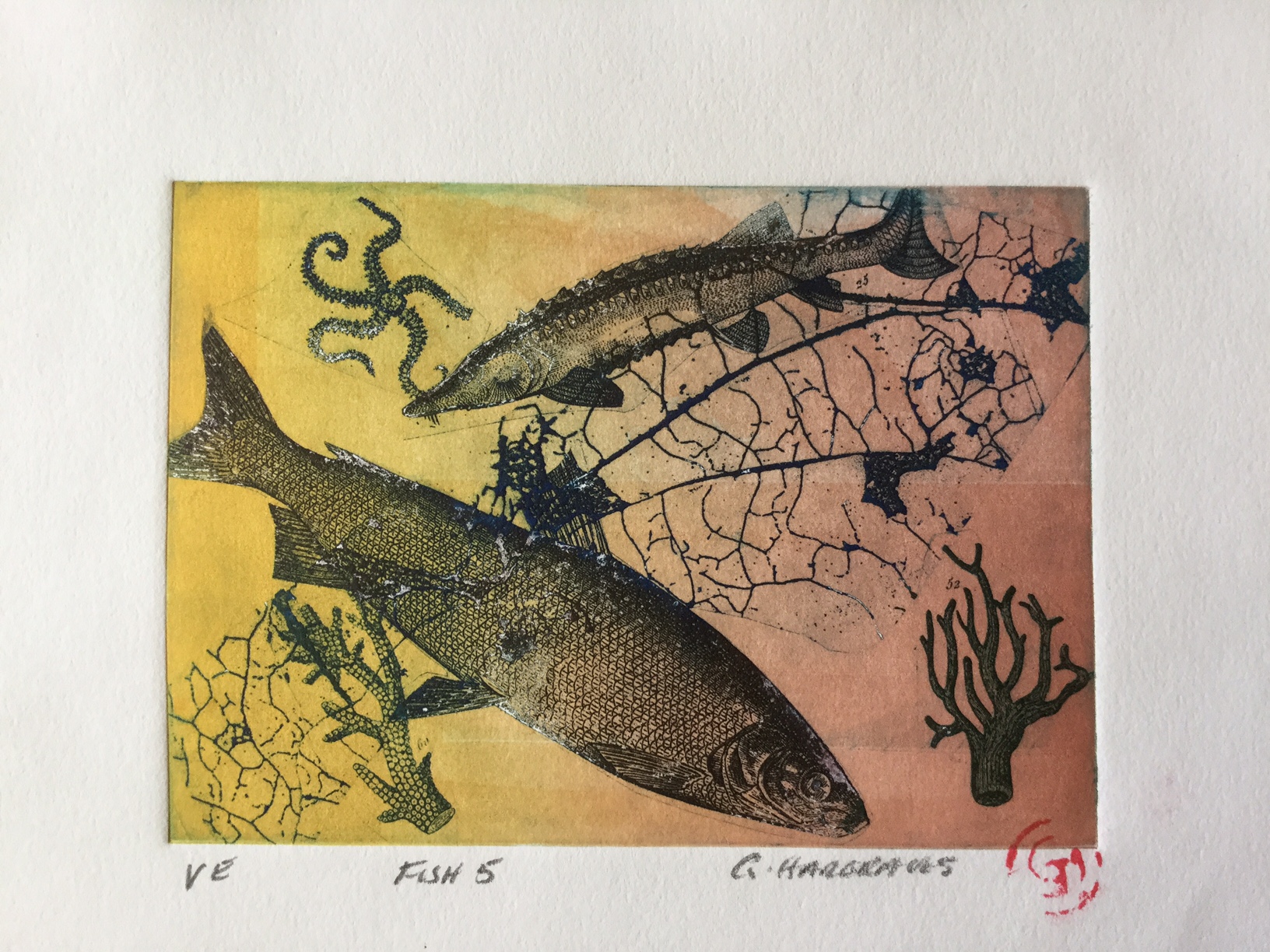 Fish 5 