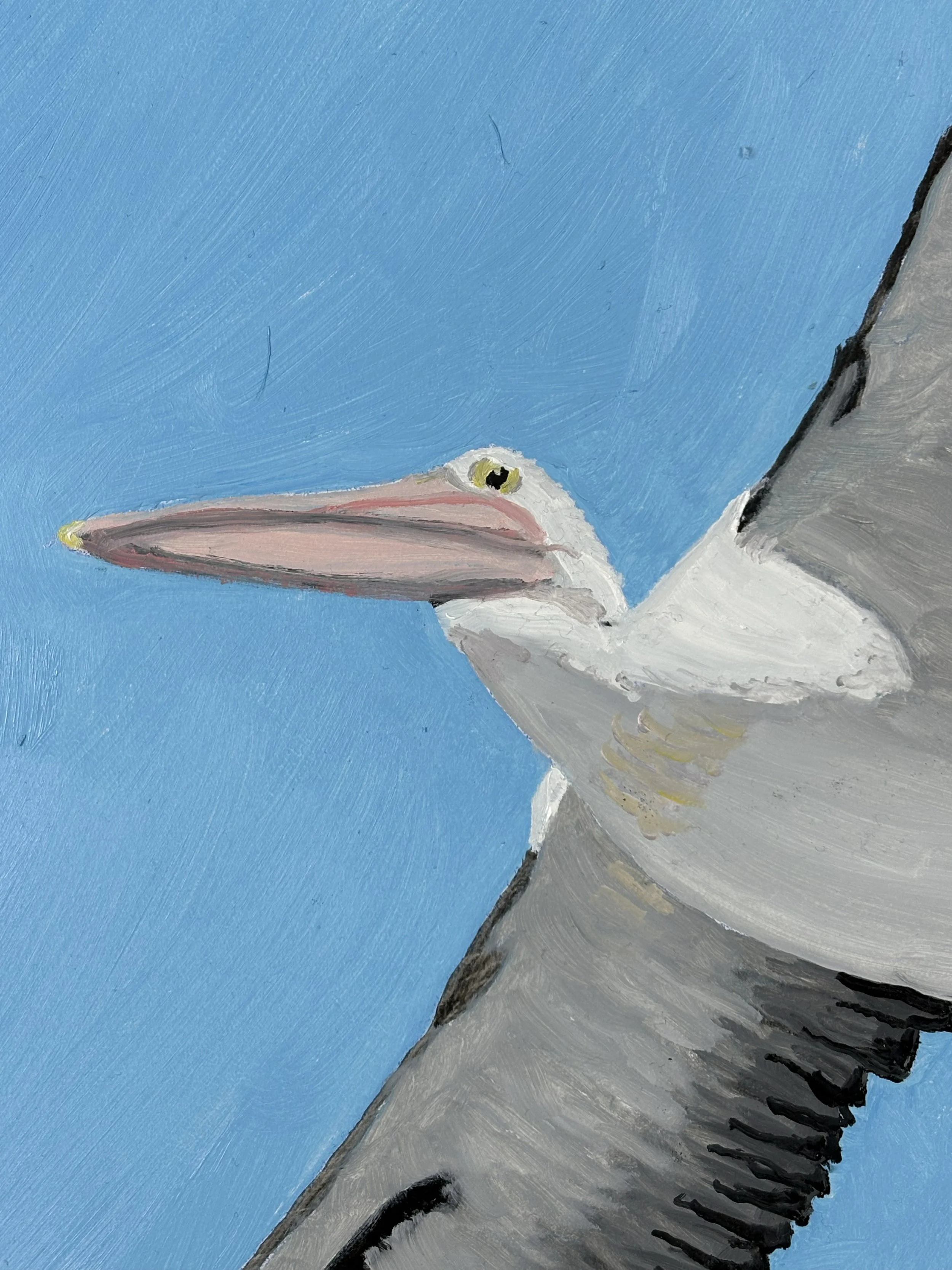 Pelican Flight Detail.jpg