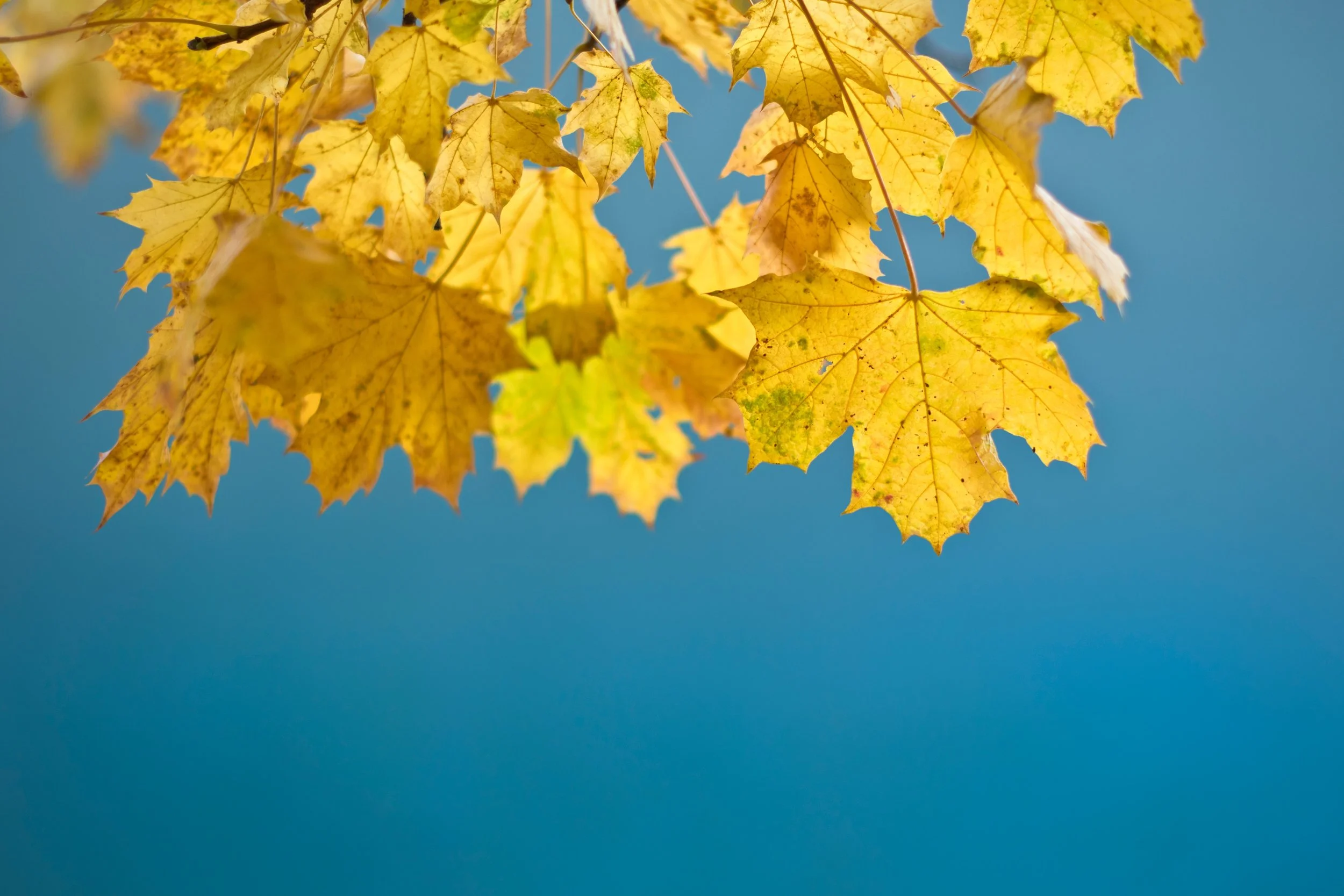 Vignette of Four Novembers: A Lyrical Recount (Mia Anika)