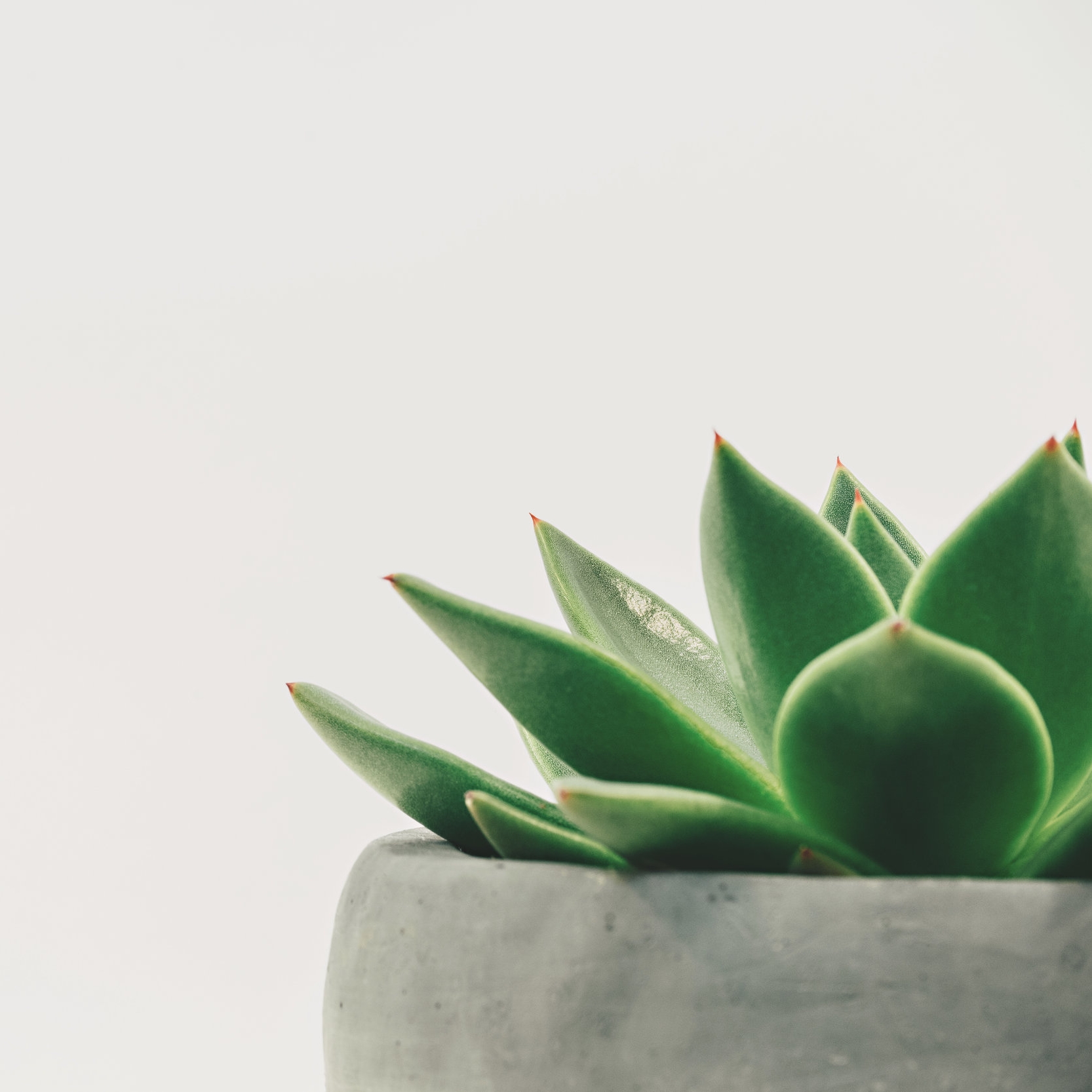 boxwood centerpiece.jpg