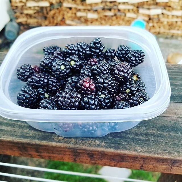 Getting a good yield from my 12 yr old blackberry plant.  Nom nom.